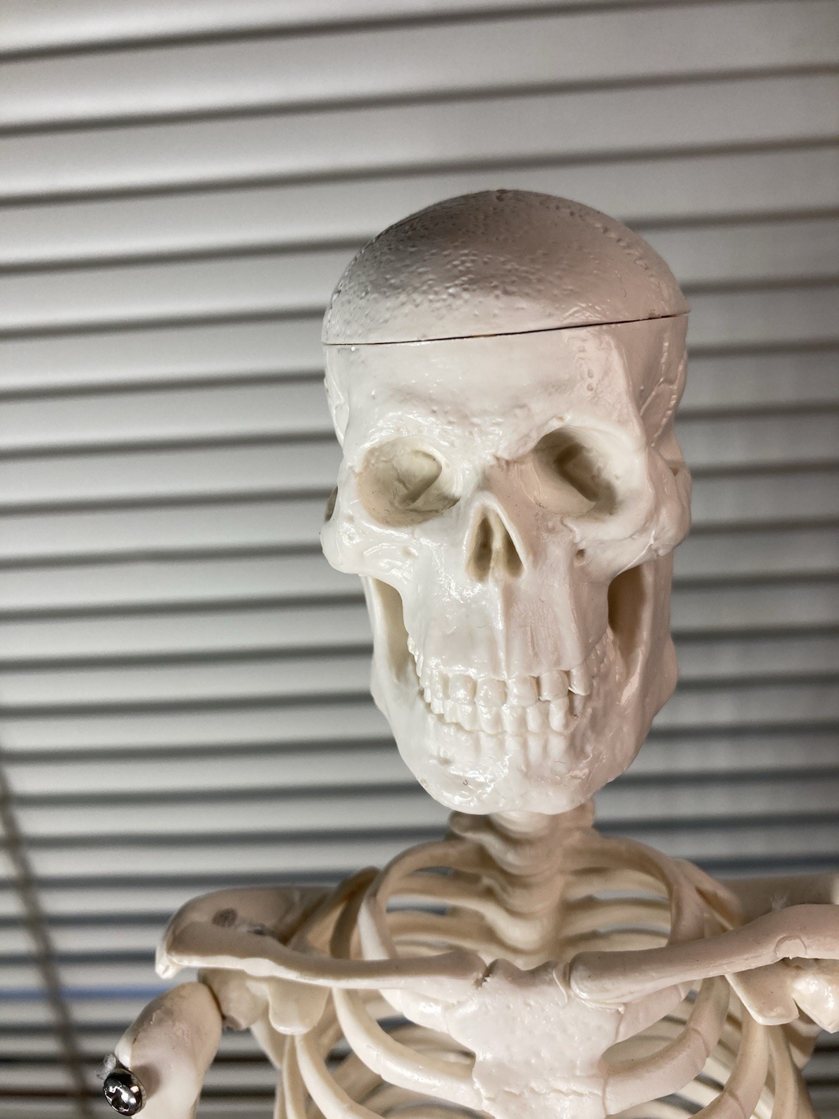 Human Anatomy Model Skeleton Medical Educational Learning Aid with Stand