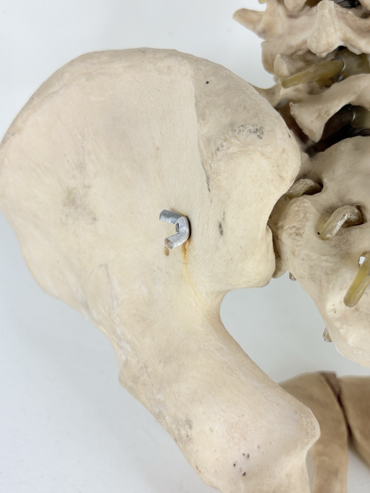Vertebrae Human Spine and Pelvis Anatomical Model Science Medical