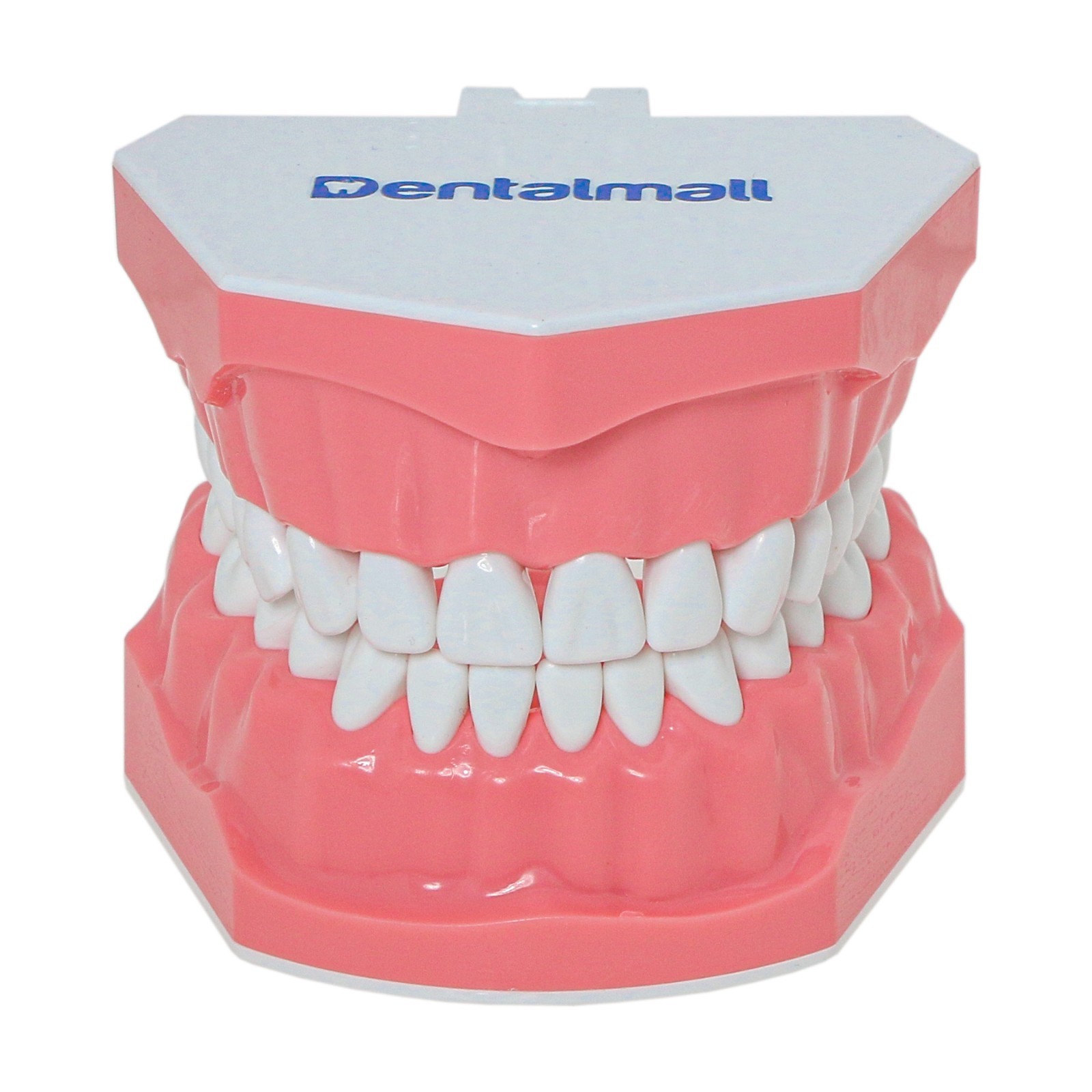 Dental Teeth Model Standard 1:1Brushing Flossing Practice Teaching Model M7010-1
