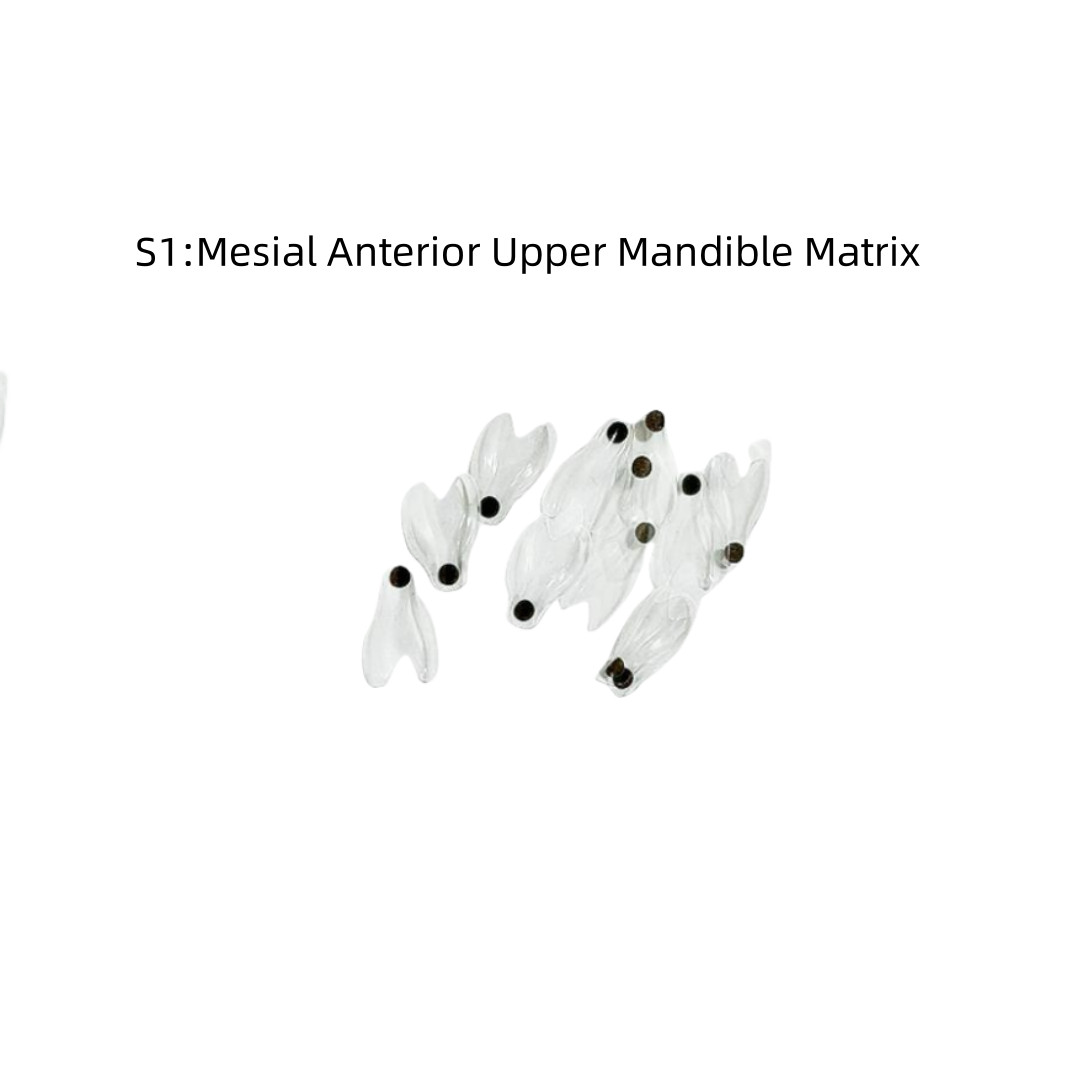 Clear Matrix Dental Anterior Posterior Transparent BT Matrices Fit BioClear USA