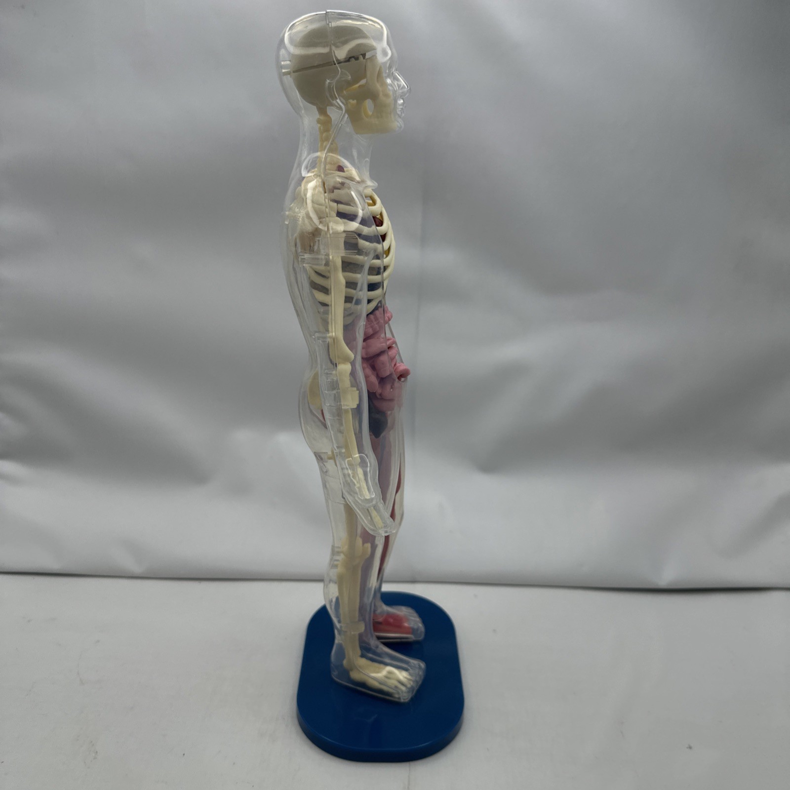 Human Body Model Anatomy Heart Brain Skeleton Muscles Lungs Student 13″