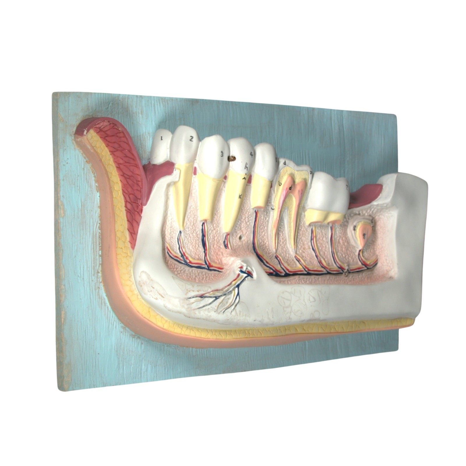 Dentist Dental Teeth Oral Anatomy Physiology Teaching Hanging Decoration Model