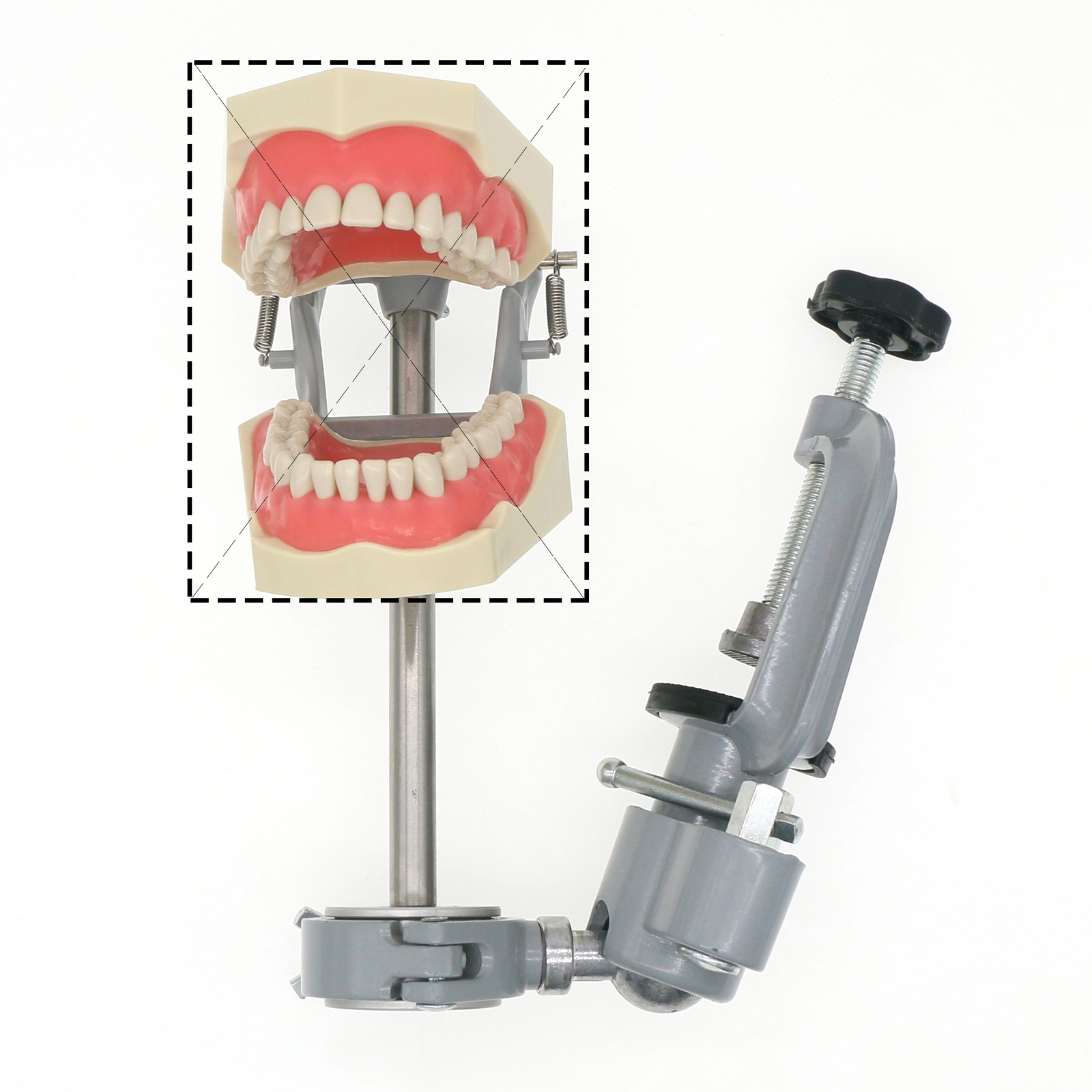 Dental Screw-in Teeth Typodont Model Kilgore NISSIN 200/500 Type With Removable