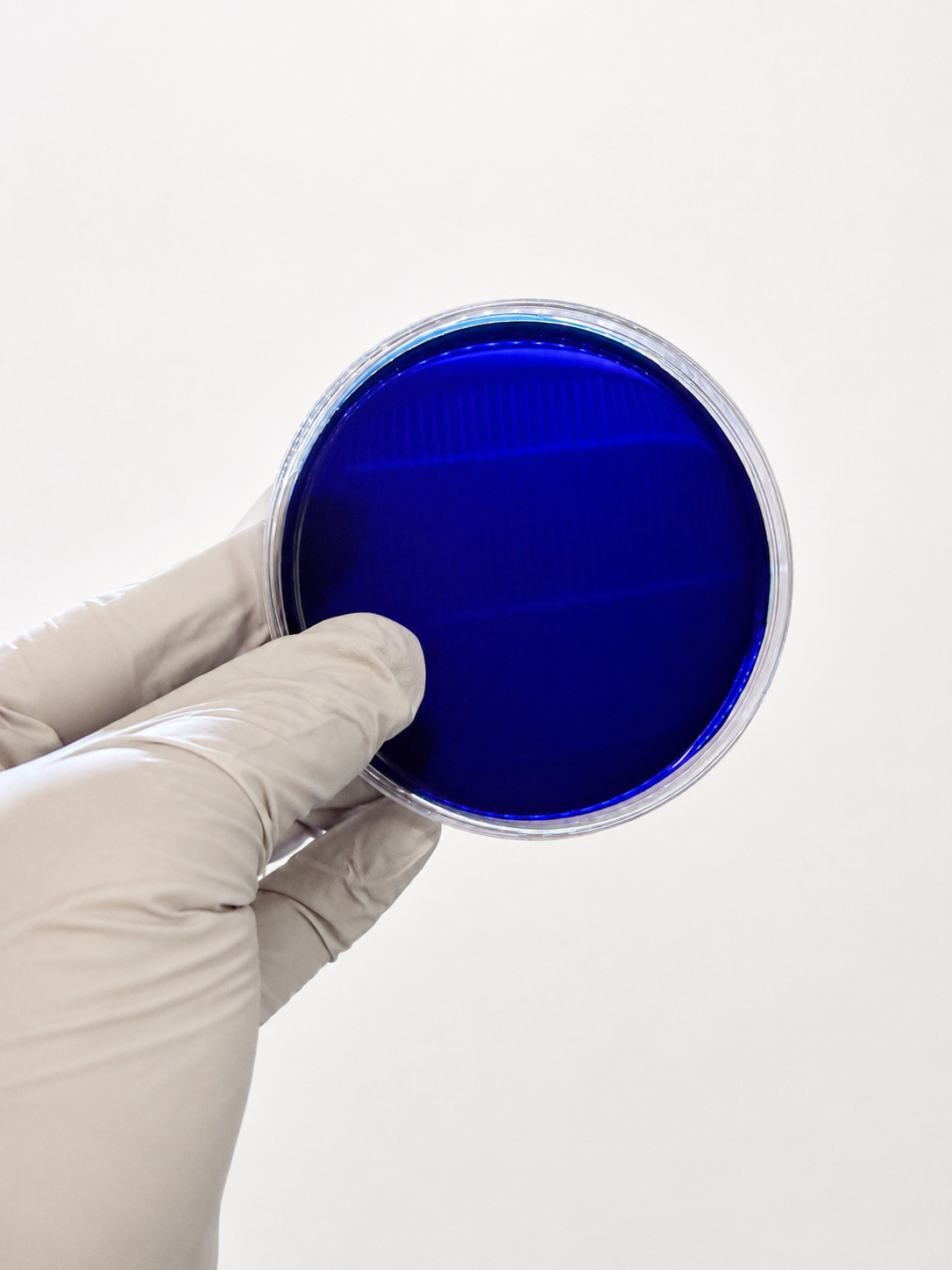 Pre Poured Sterile Agar Plates – 10 Count Malt Extract | MEA | 90mm Petri Dishes
