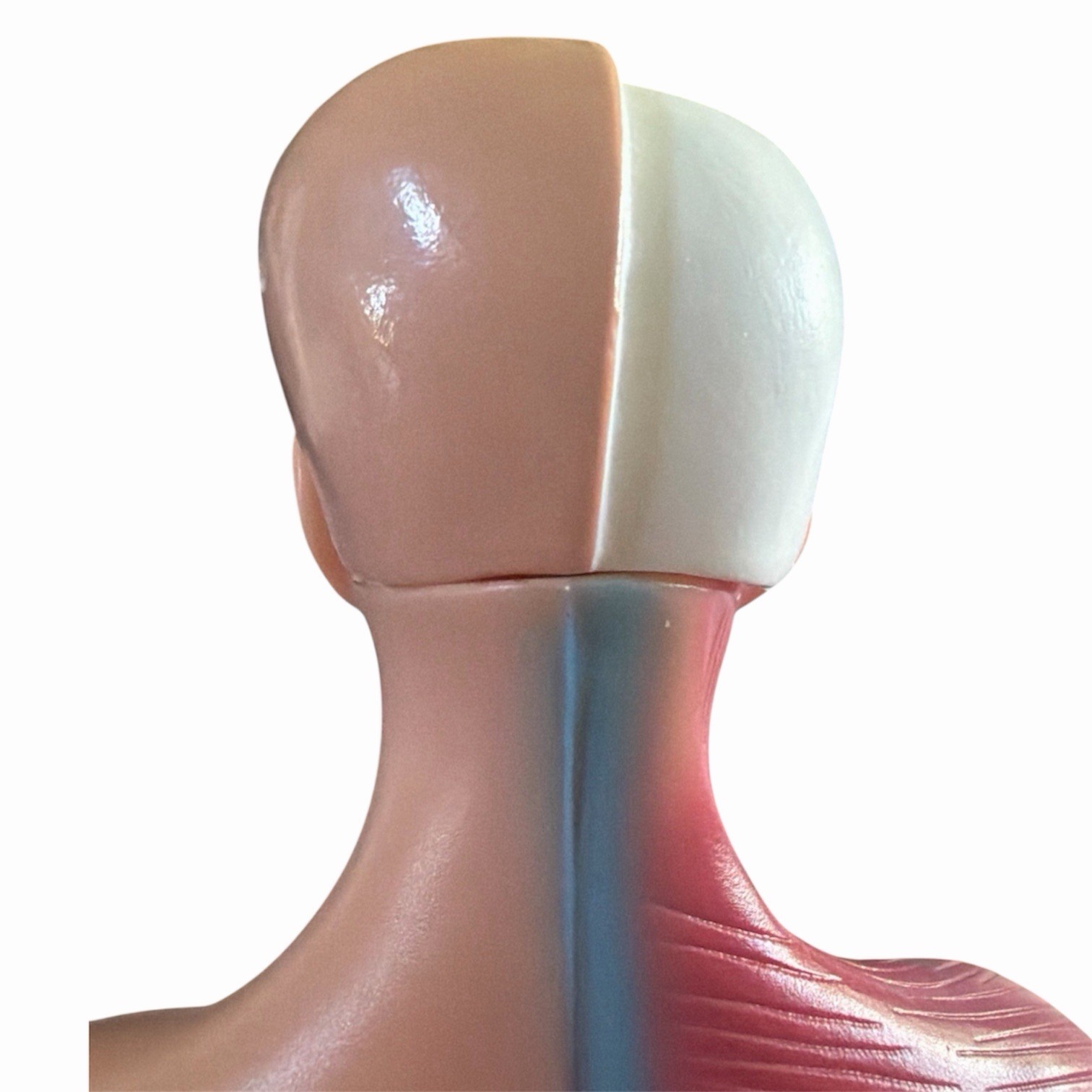 Anatomical Human 11” Torso Body Model Anatomy Internal Organs 14 Removable Parts