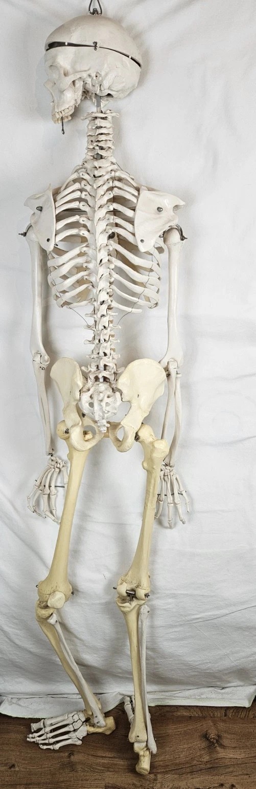 3B Scientific 5′ 6″ Human Skeleton Stan Hanging Model NO MANDIBLE