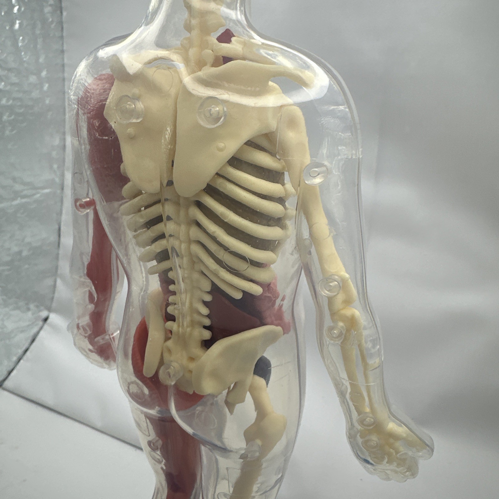 Human Body Model Anatomy Heart Brain Skeleton Muscles Lungs Student 13″