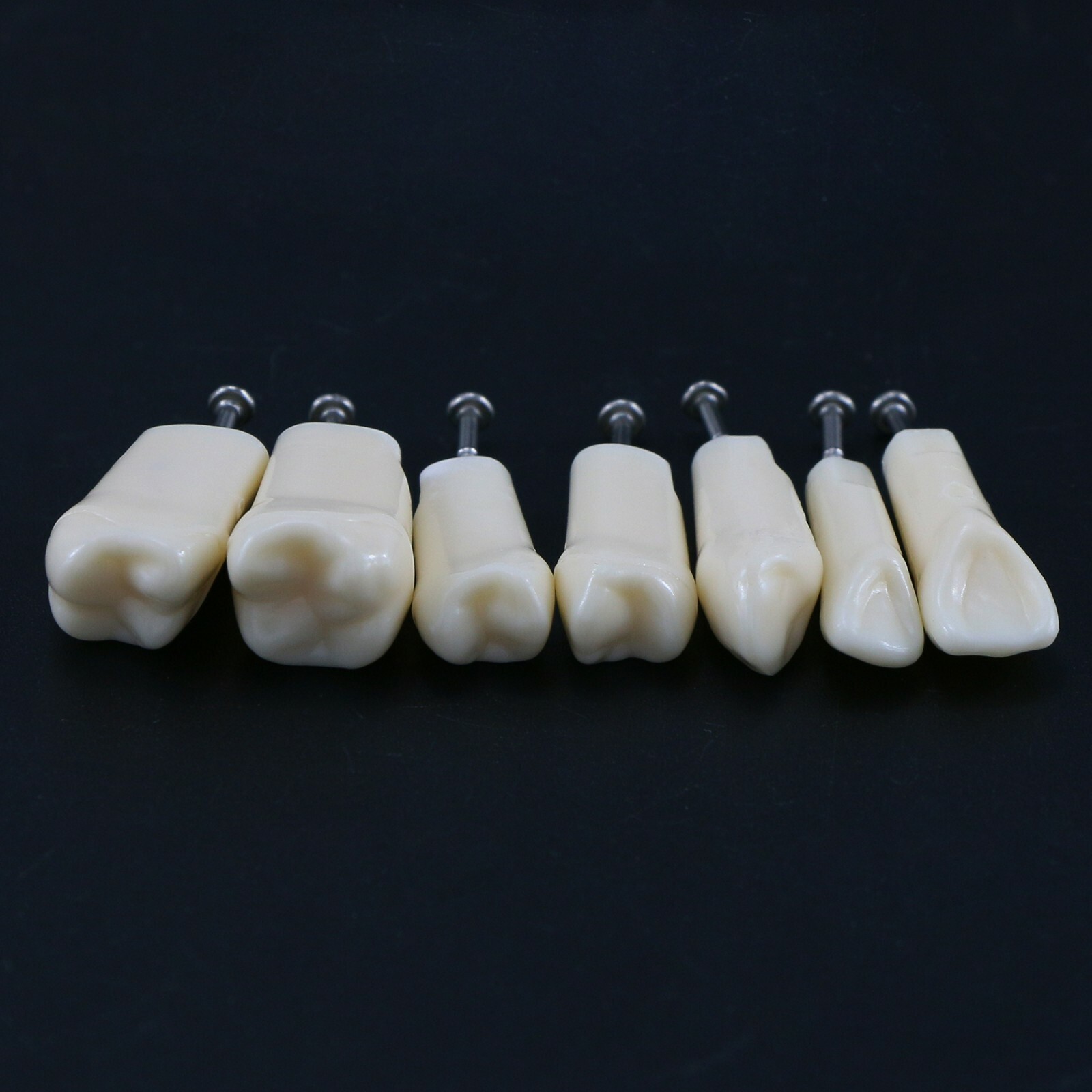 Dental Typodont Replacement Screw-in Teeth Model fit Kilgore NISSIN 200/500 Type