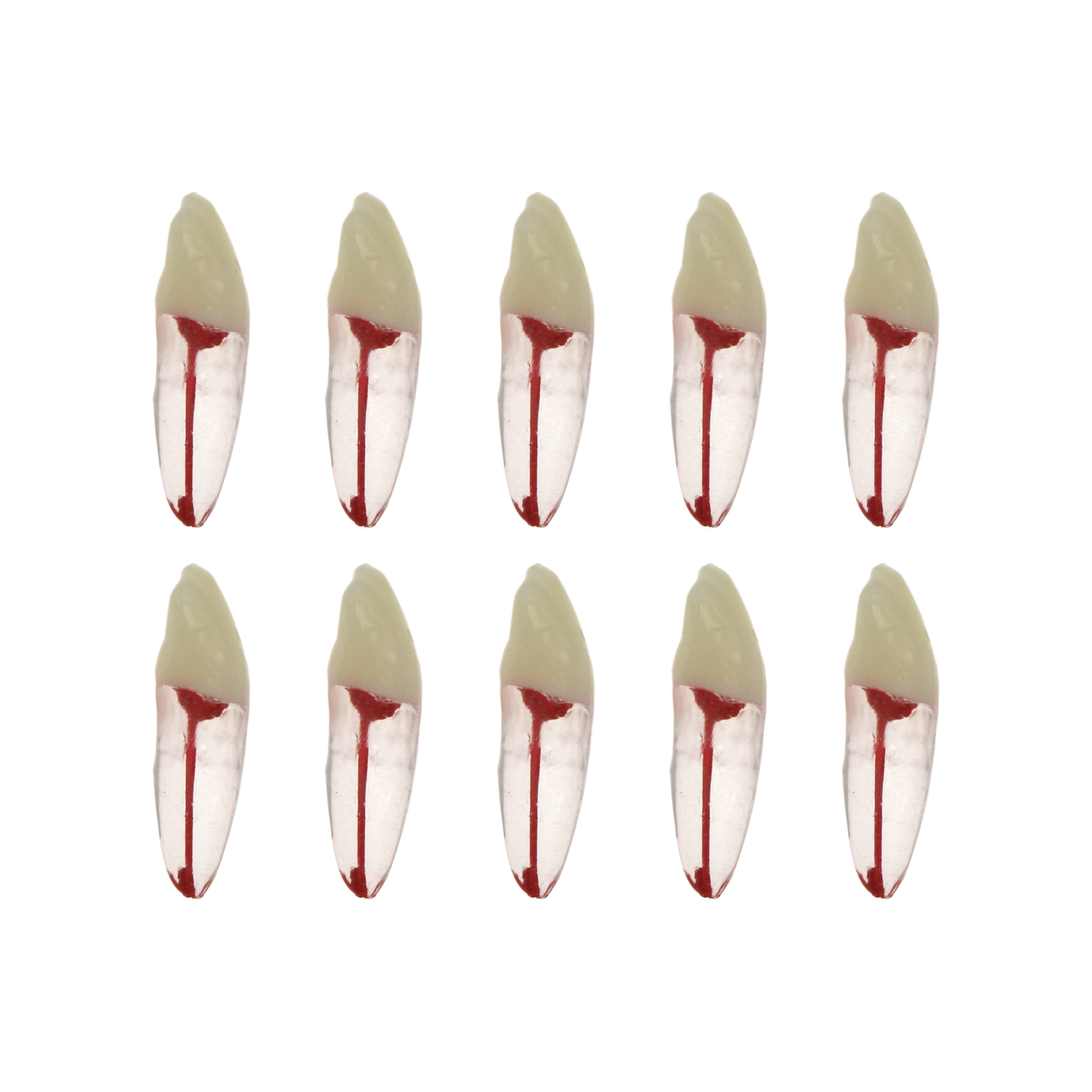 10Pcs Dental Root Canal Practice Model RCT Practice Endo Teeth Model Pulp Study