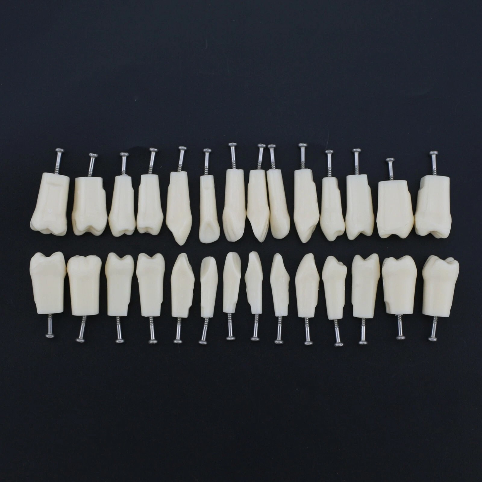 US Kilgore Nissin 200/500 Type Dental Typodont Model Removable Teeth & Screws