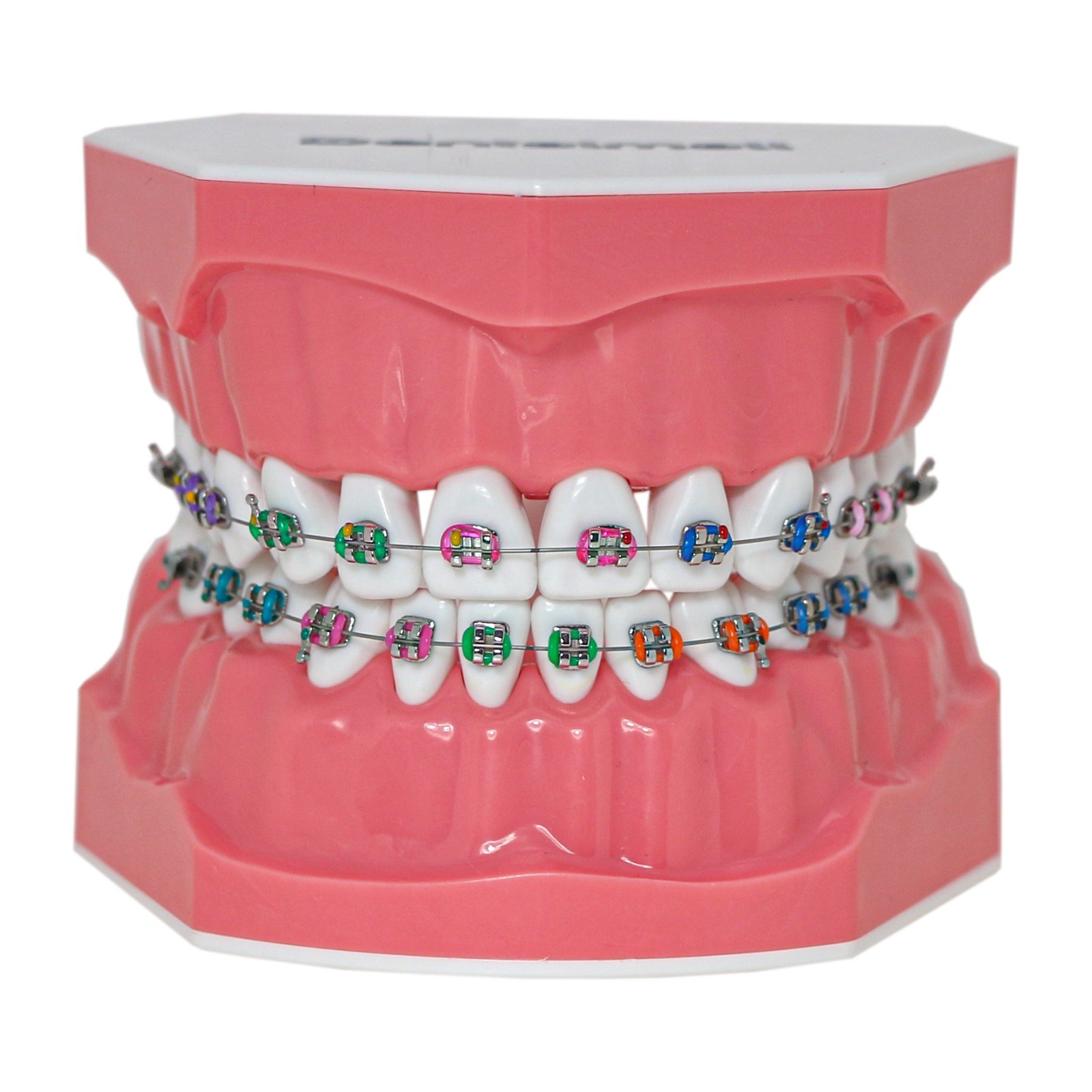 Dental Typodont Orthodontic Teeth Model with Brackets Brushing Flossing Practice