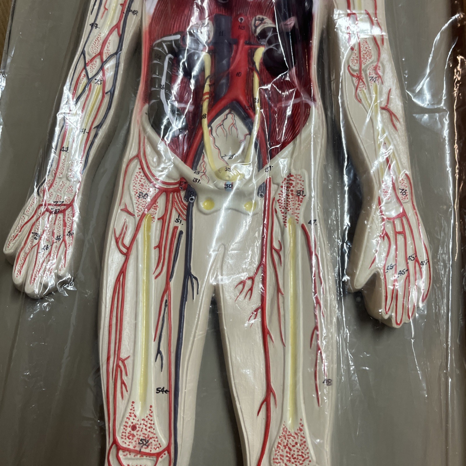 3D Human Circulatory System Anatomy Relief Model, Teaching Aid, Body, In Box