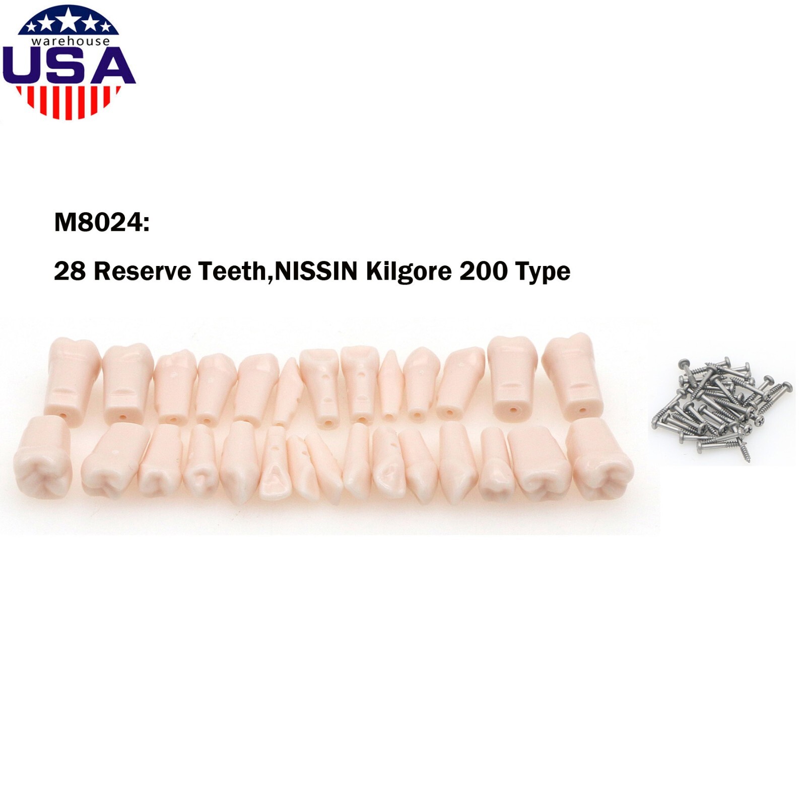 Dental Kilgore NISSIN 28/32 Pcs Type Teeth Typodont Model With Removable Teeth