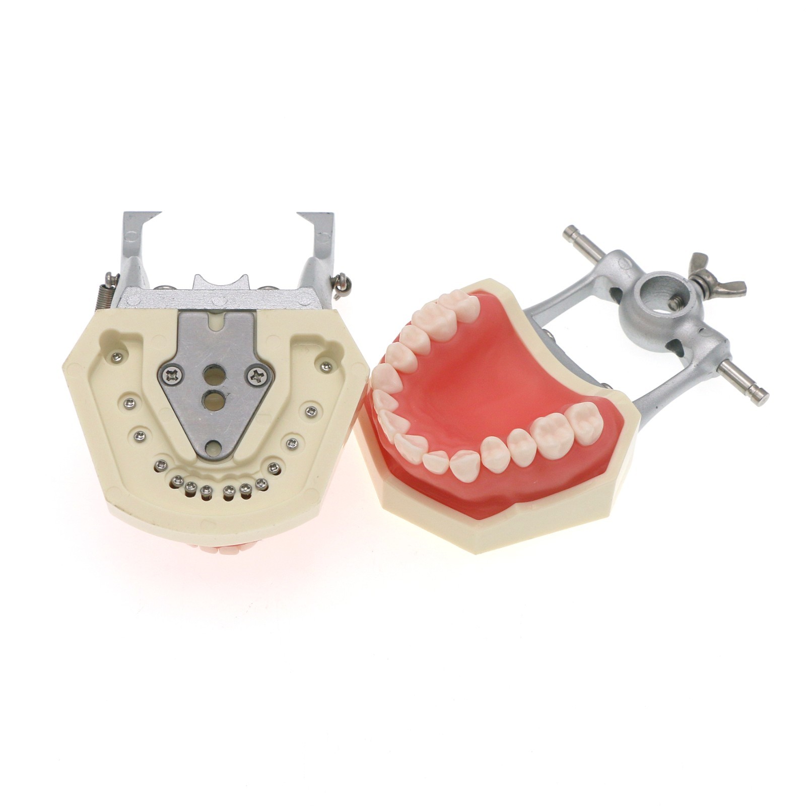 Dental Typodont Teeth Model With Removable Teeth fit Kilgore NISSIN 200/500 Type