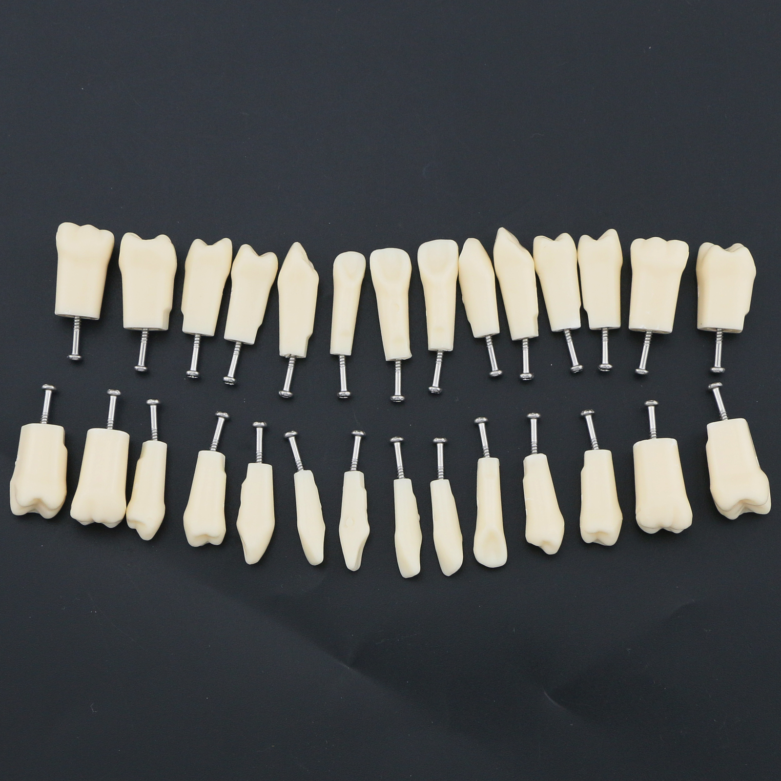 US Dental Replacement Typodont Teeth Set of 28 Teeth for Kilgore Nissin 200