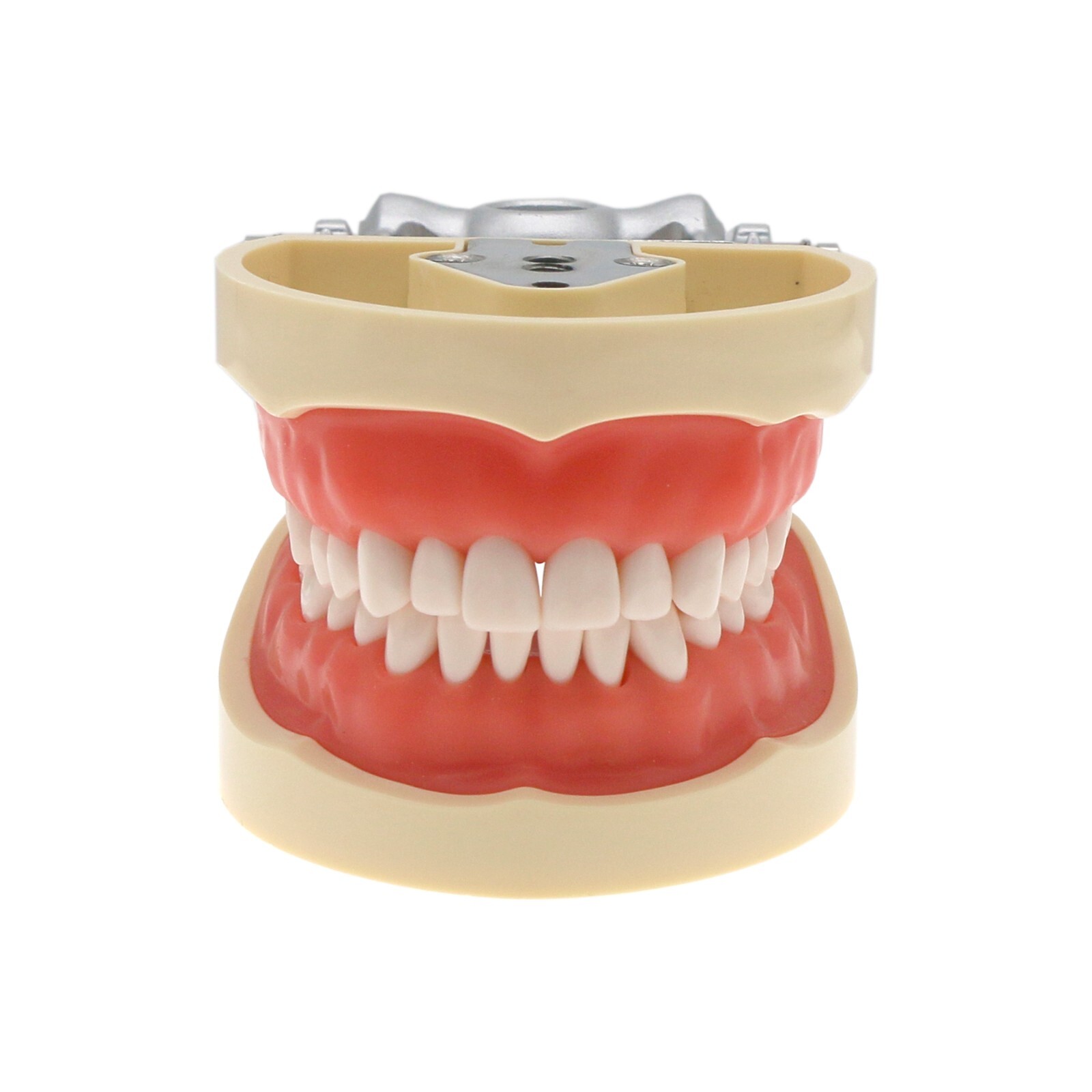 Dental Kilgore NISSIN 28/32 Pcs Type Teeth Typodont Model With Removable Teeth