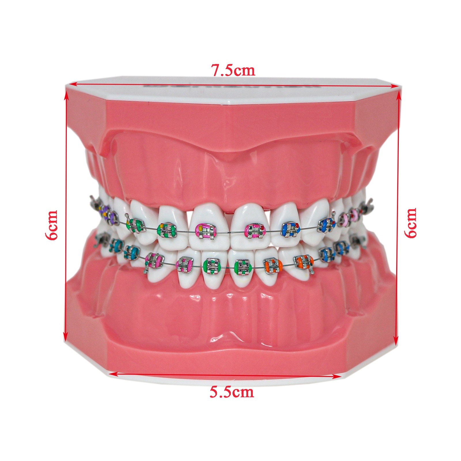 Dental Typodont Orthodontic Teeth Model with Brackets Brushing Flossing Practice