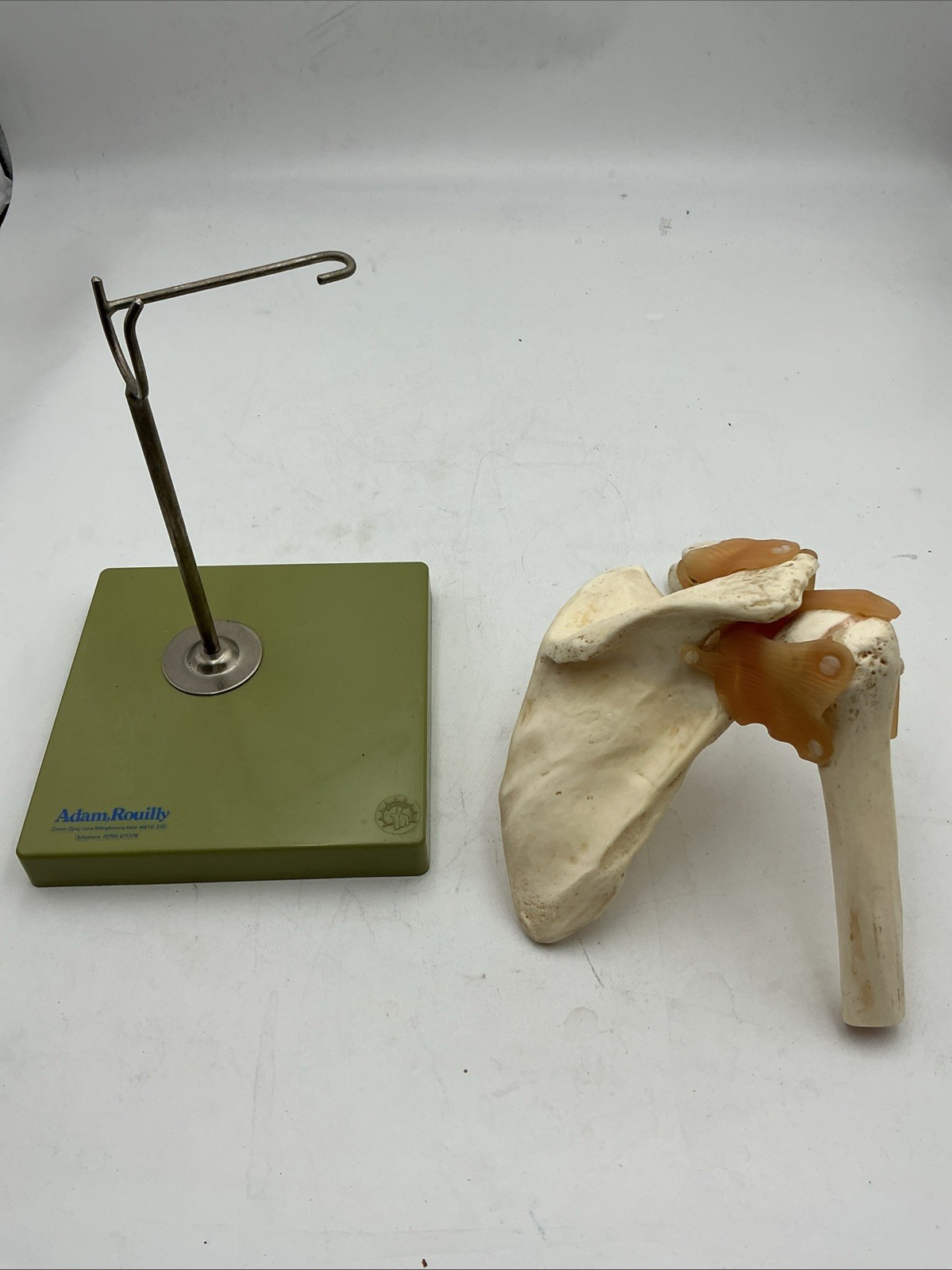 Somso NS53 Functional Shoulder Joint with Ligaments Anatomical Model NS 53