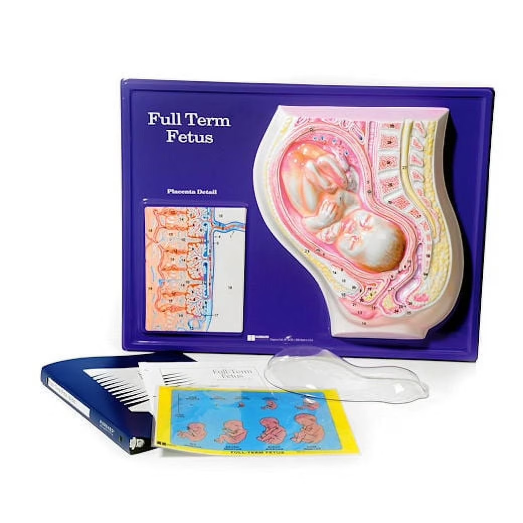 Full Term Fetus Model Activity Set – 24″ x 18″ HUBBARD