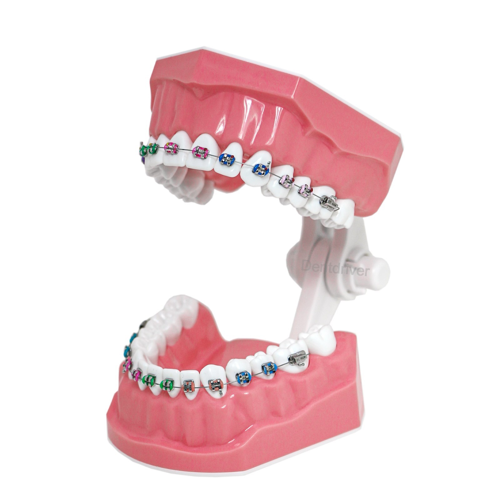 US Orthodontic Typodont 1:1 Teeth Model M7010-2 Fixed Brackets Braces Teaching