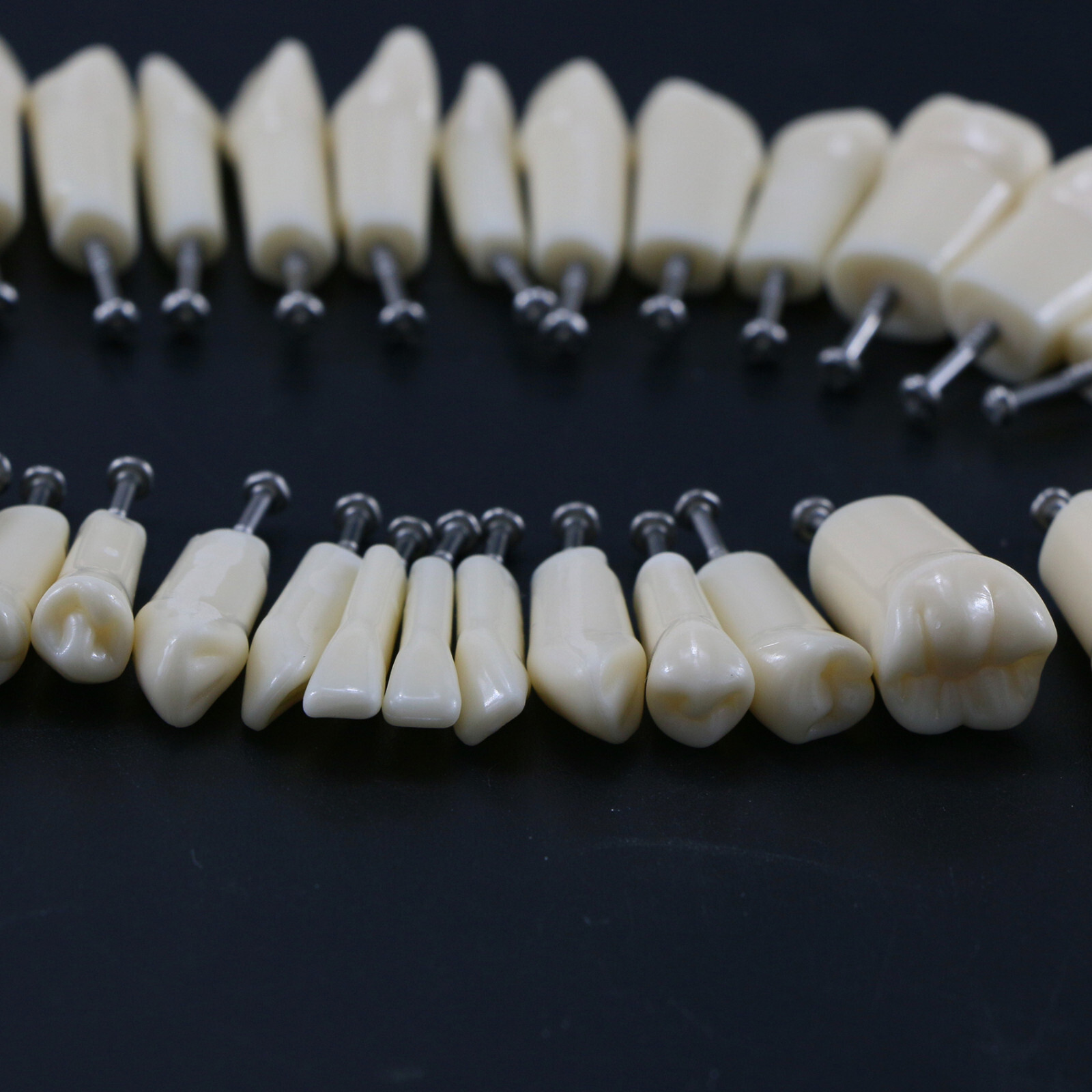 Kilgore NISSIN 200 Type Dental Typodont Model M8012 32Pcs Removable Teeth