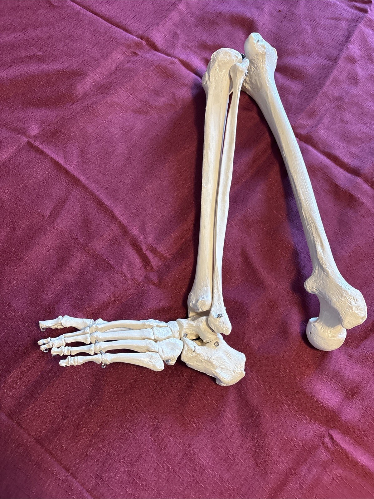Human Leg And Foot Skeleton, Resin Model Bones