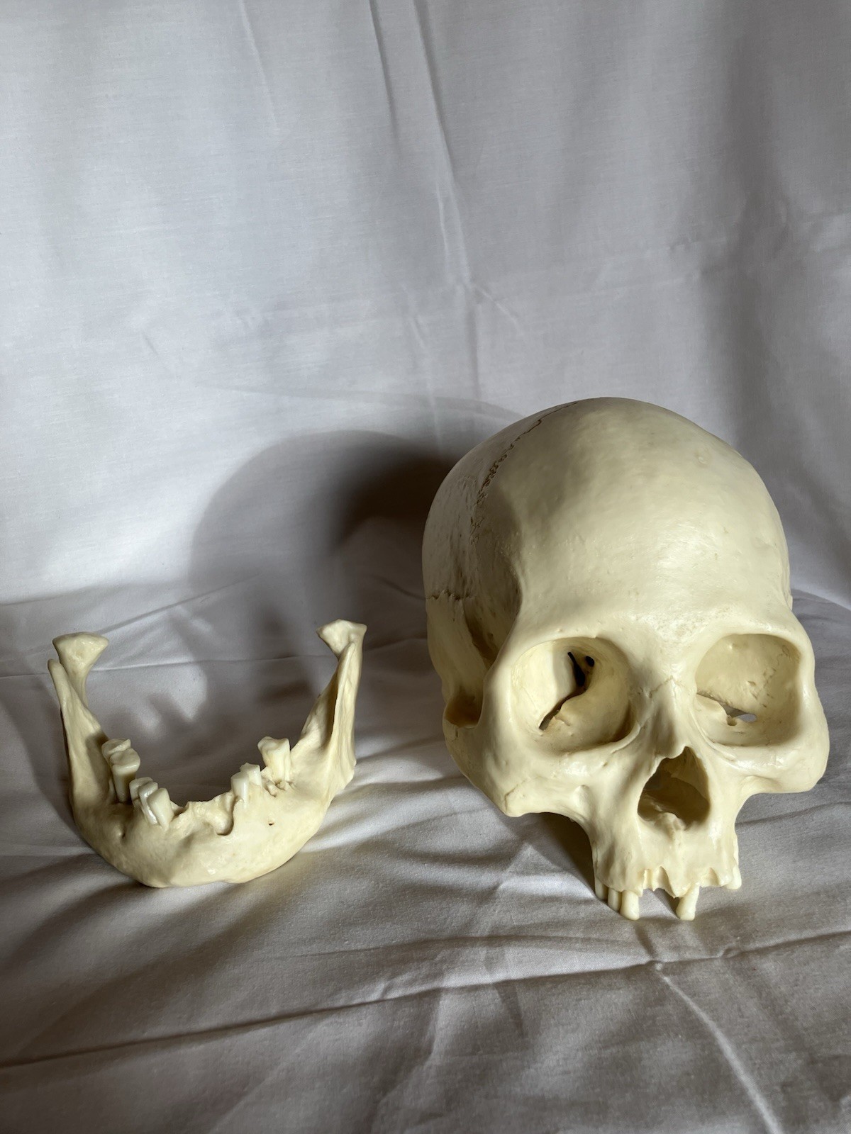 Bone Clones BC 213 Human Skull American Indian female – discontinued