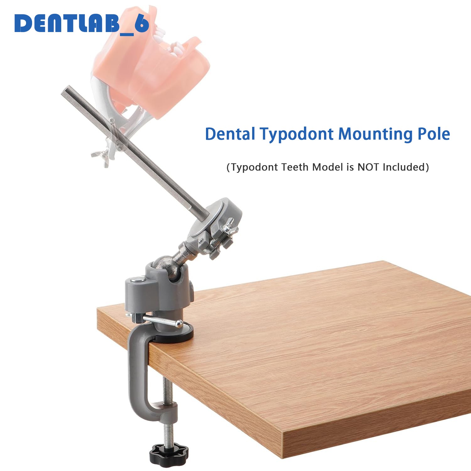 Dental Typodont Mounting Pole: 360° Rotating（Typodont Teeth Model is NOT Includ）
