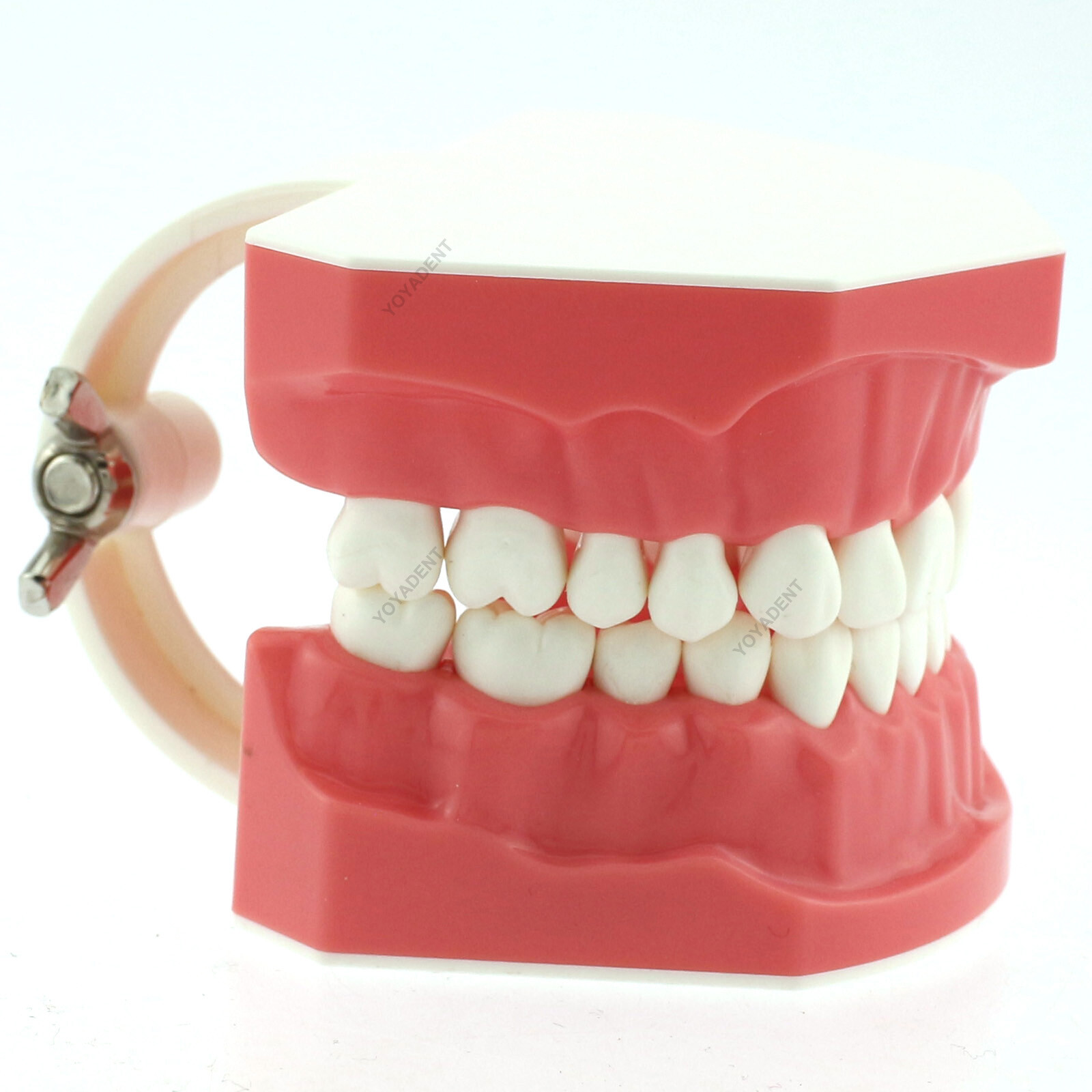 Dental Teeth Model Standard 1:1 Brushing Flossing Practice Teaching Model M7010