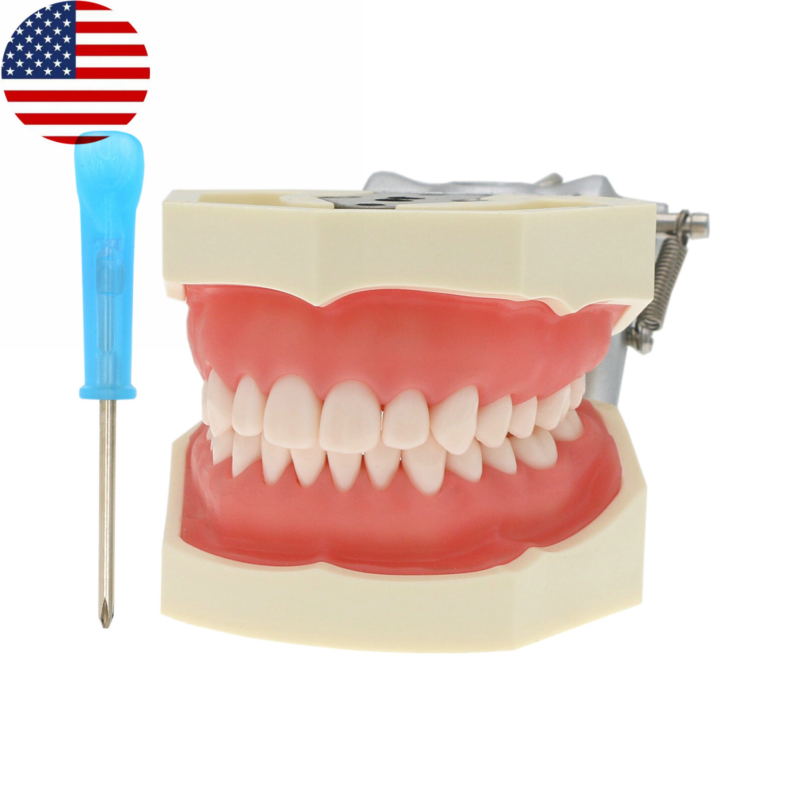 Kilgore Nissin 200/500 Dental Typodont Model With Removable Teeth Mounting Pole