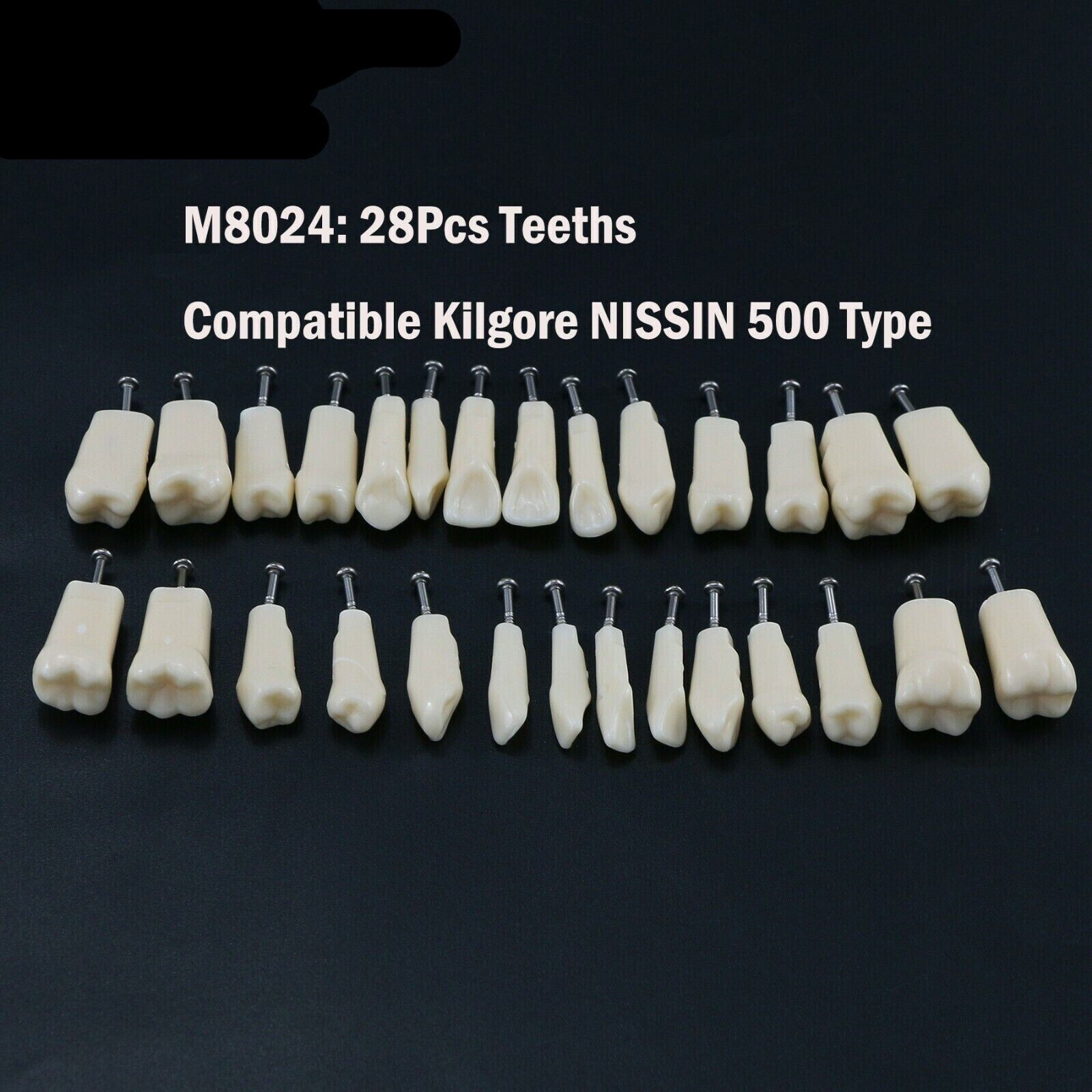 Dental Typodont Teeth Replacement Set of 28 Teeth Kilgore Nissin 500 Fit Screws