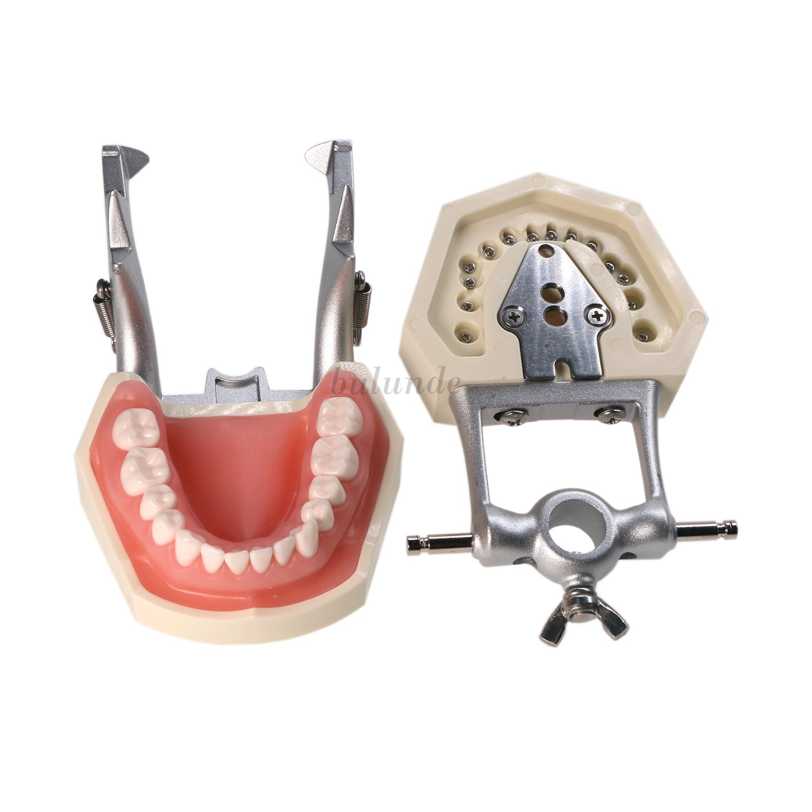 Dental Kilgore NISSIN 28/32 Pcs Type Teeth Typodont Model With Removable Teeth