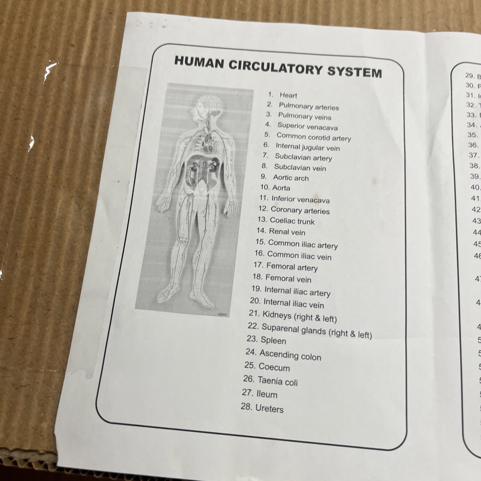 3D Human Circulatory System Anatomy Relief Model, Teaching Aid, Body, In Box