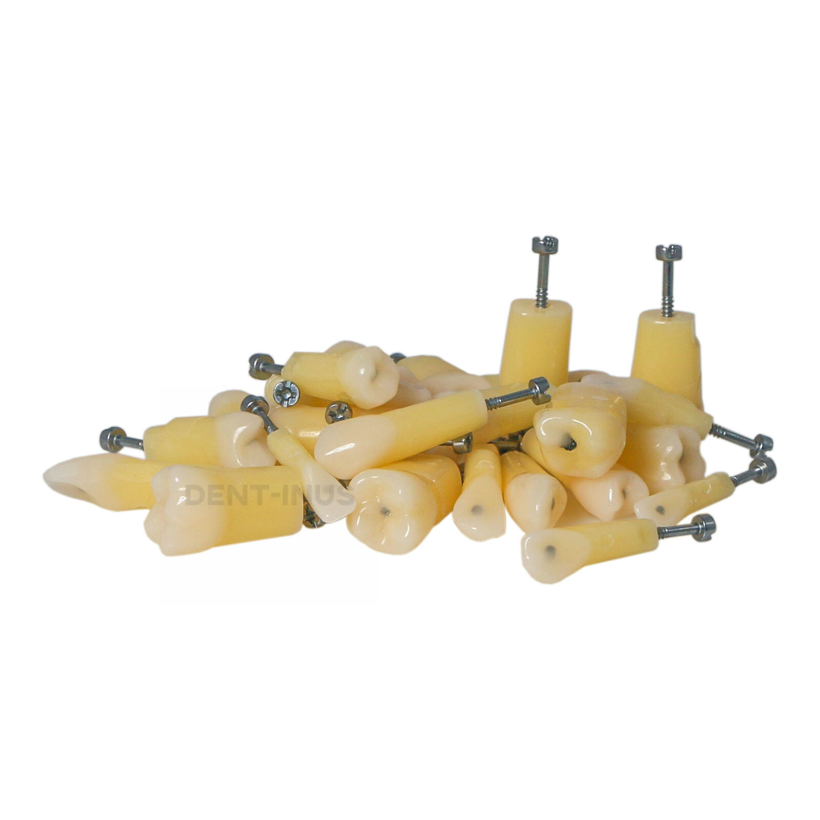 Dental Typodont Teeth Model with Caries Spots 28 Pieces Fits Kilgore Nissin 200
