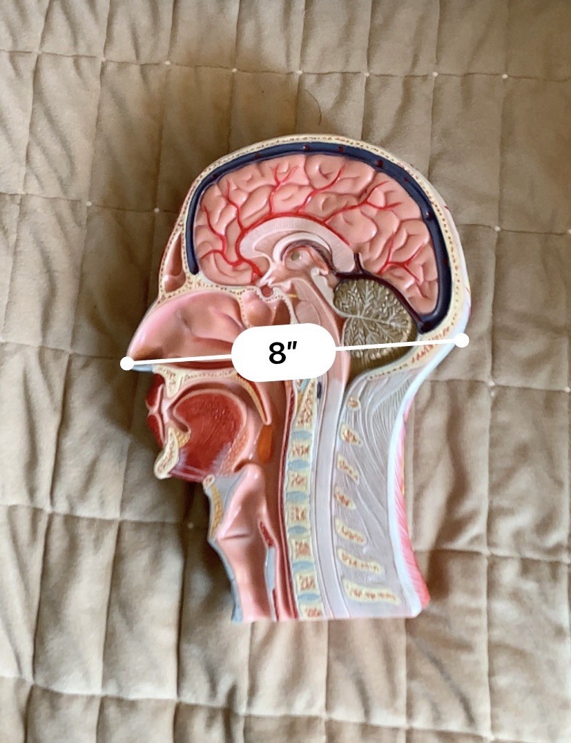 Life Size Human Half Head Anatomy Model Neurovascular Teaching Aid