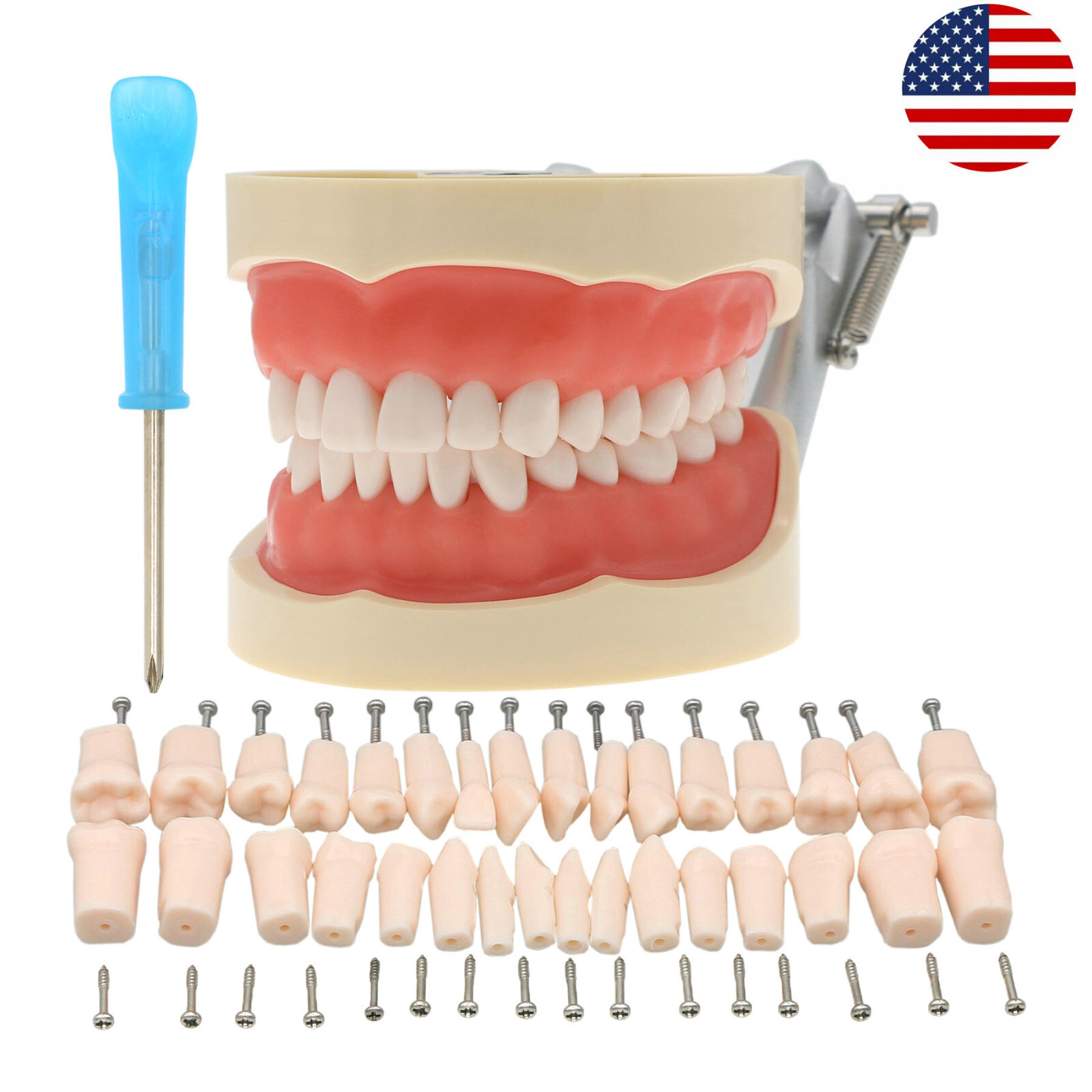 Kilgore Nissin 200/500 Dental Typodont Model With Removable Teeth Mounting Pole