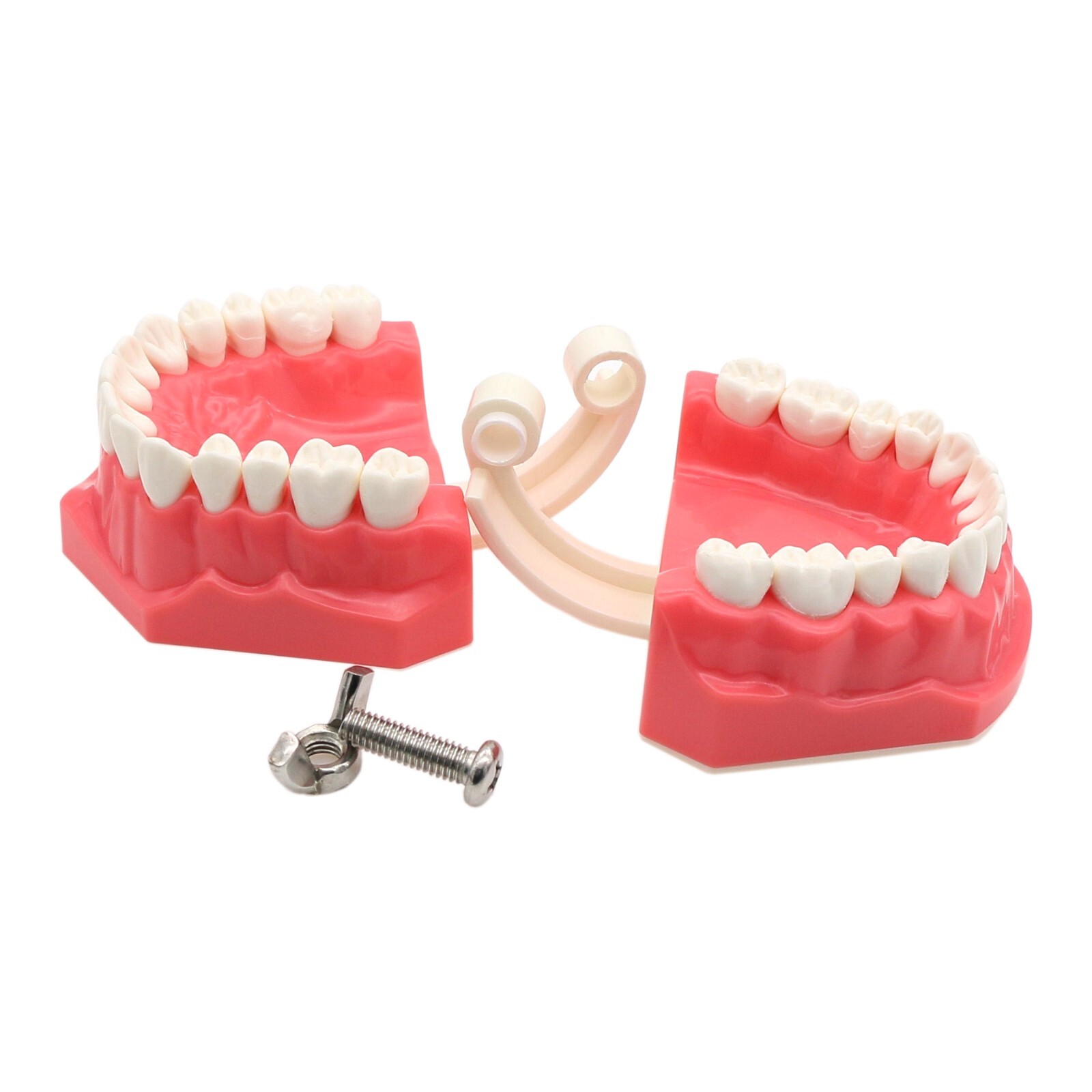 US Dental Teach Typodont Demonstration Teeth Model for Patient Study M7010-1/2