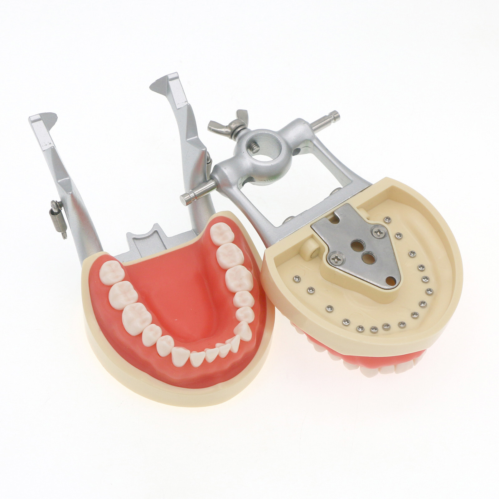 Kilgore Nissin 200/500 Dental Typodont Model With Removable Teeth Mounting Pole