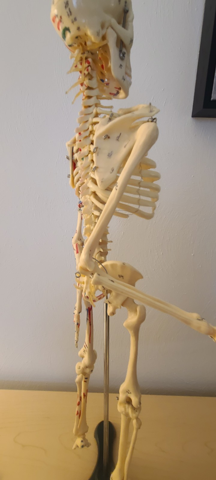 VINTAGE MEDICAL MODEL 27″ SKELETON ON METAL STAND