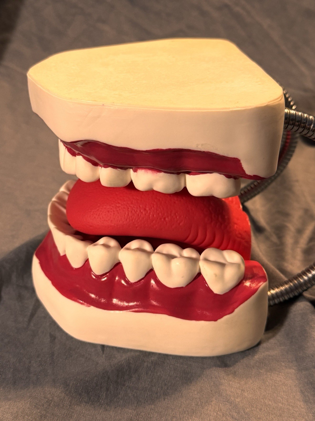 Large Dental Teeth Mouth Model w/ Removable Tongue Dentist Teaching Display Prop