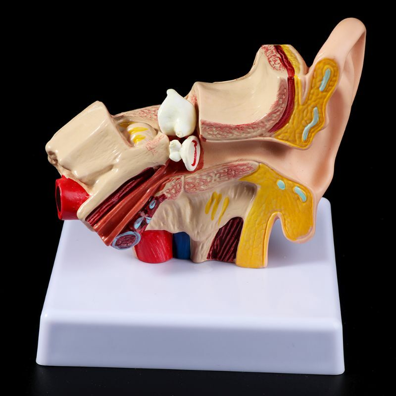 1.5 Times Life Size Human Ear Anatomy Model Organ Medical Teaching Supplies US