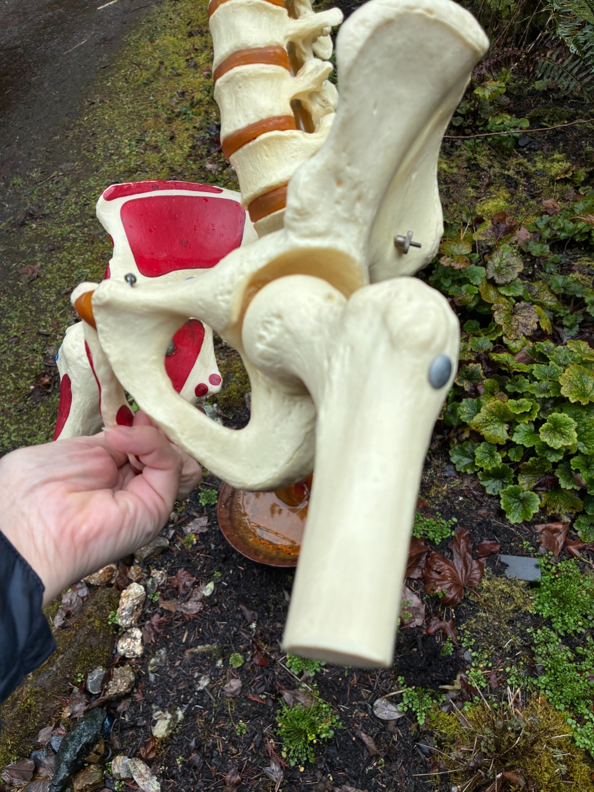 mcm 1960’s vintage medical school university 36″ scoliosis SPINE model~Halloween