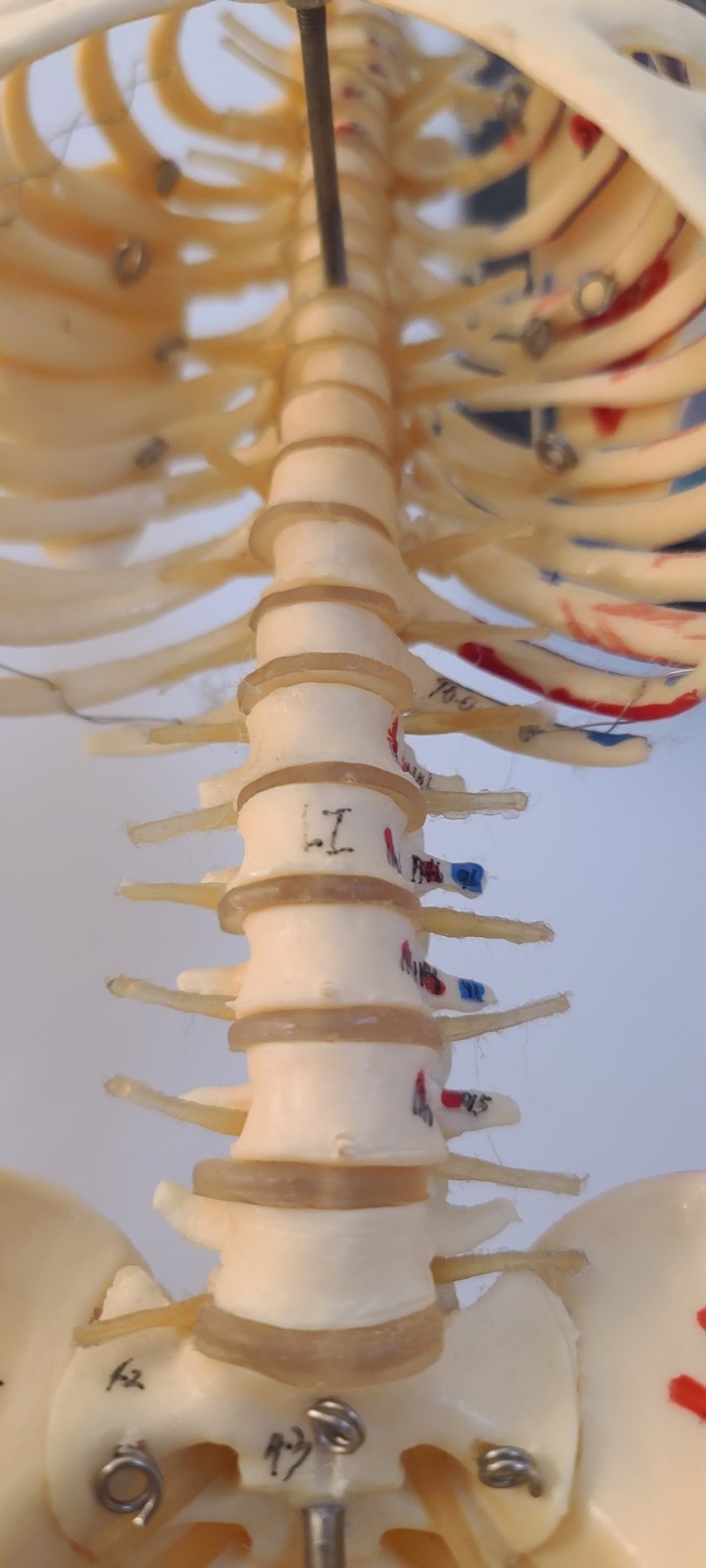 VINTAGE MEDICAL MODEL 27″ SKELETON ON METAL STAND