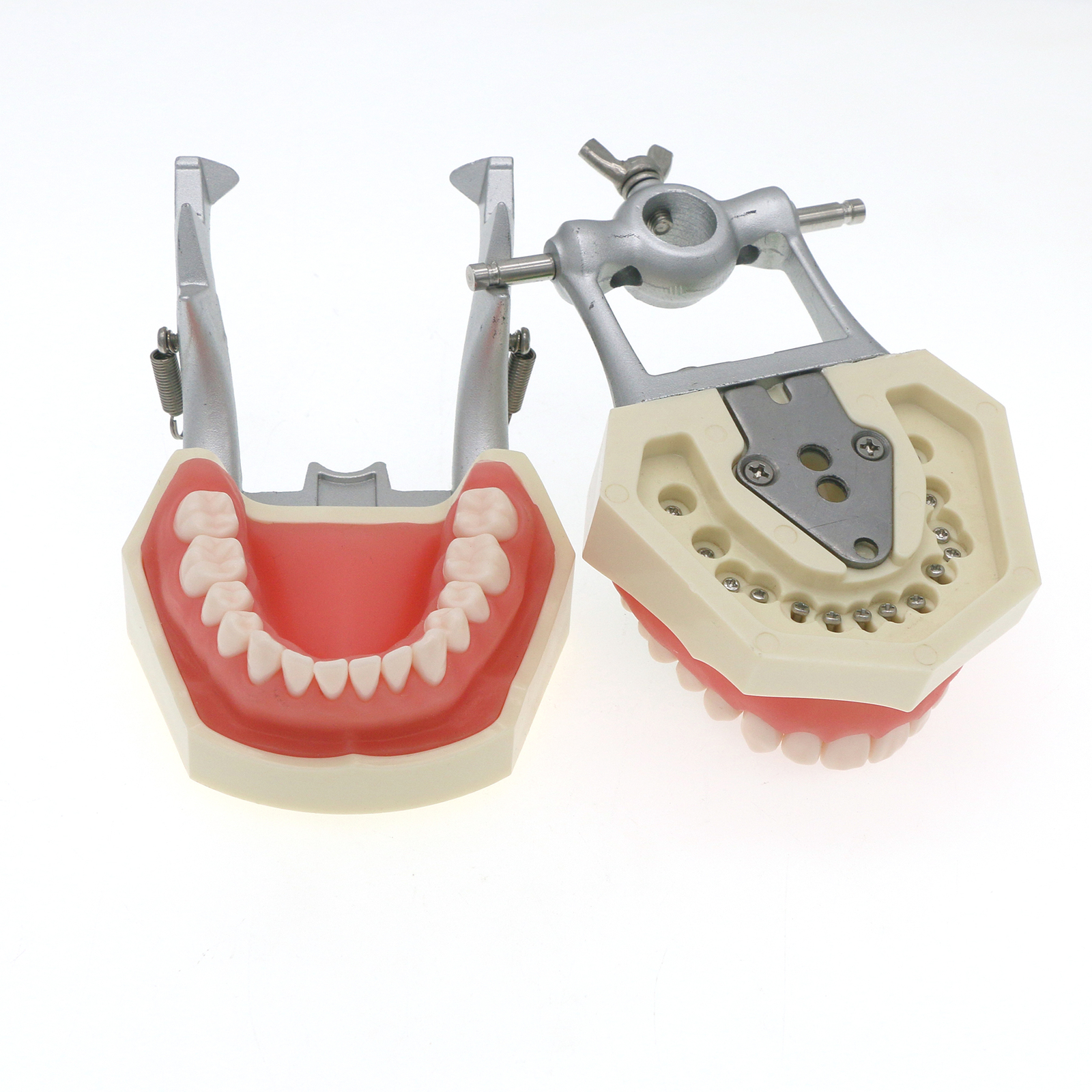 US 28Pcs Dental Typodont Teeth Model fits Kilgore NISSIN 200 Type Teeth Teeth