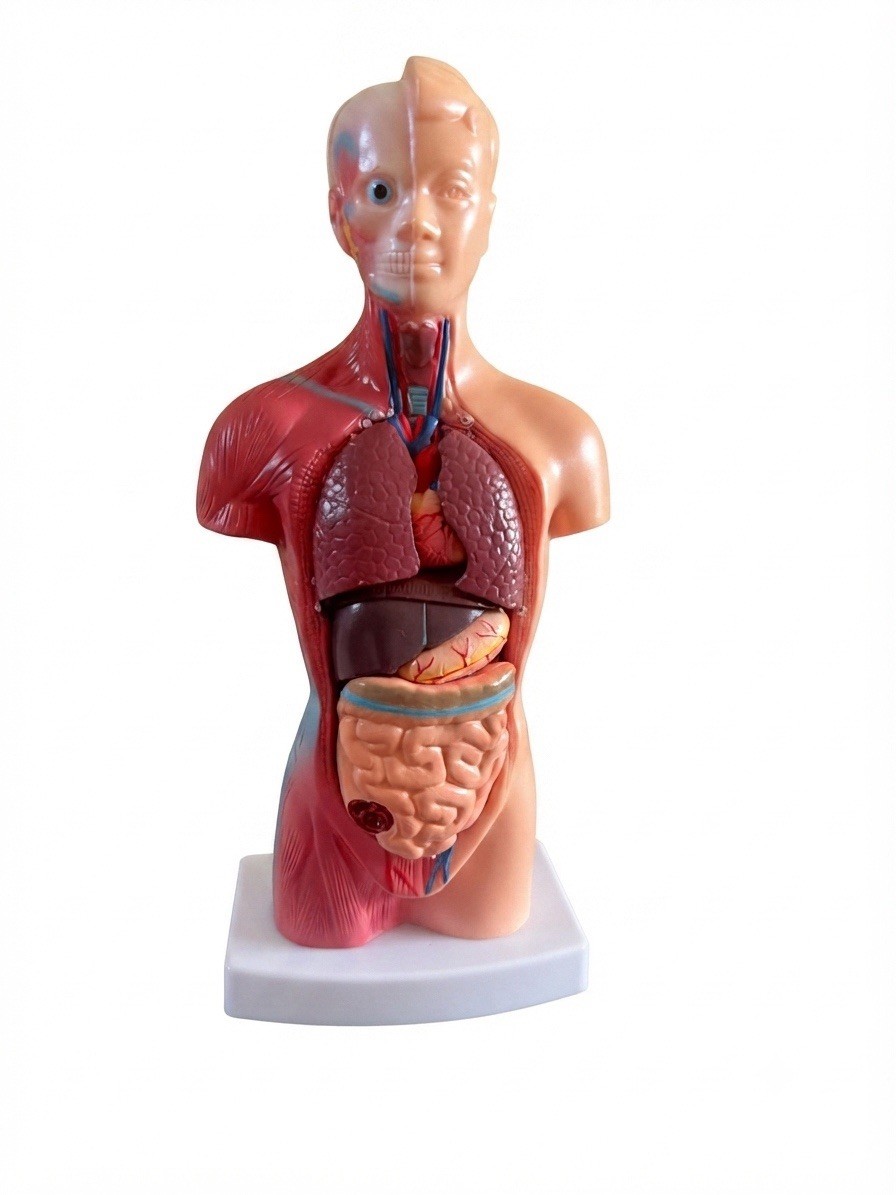 Anatomical Human 11” Torso Body Model Anatomy Internal Organs 14 Removable Parts