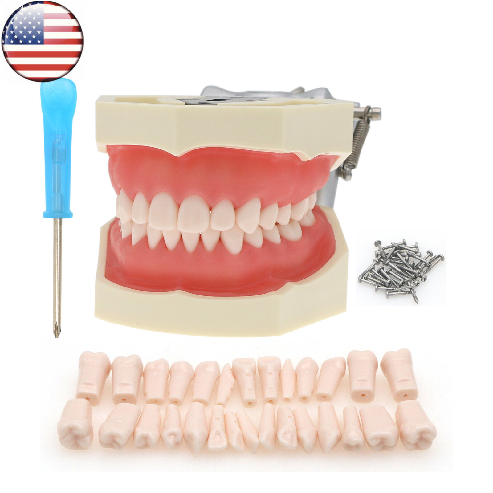 Kilgore Nissin 200/500 Dental Typodont Model With Removable Teeth Mounting Pole