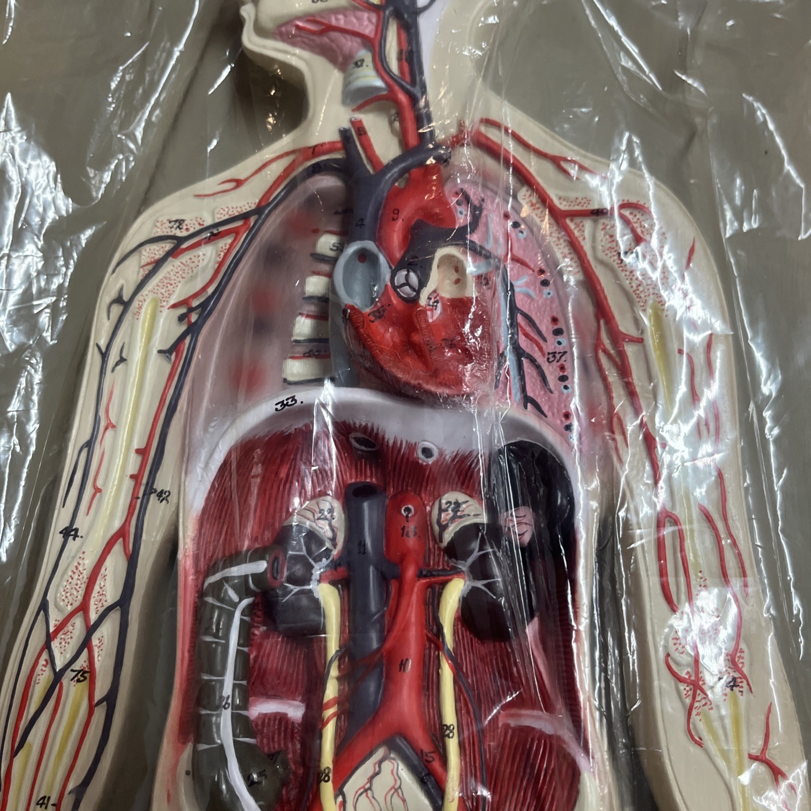 3D Human Circulatory System Anatomy Relief Model, Teaching Aid, Body, In Box