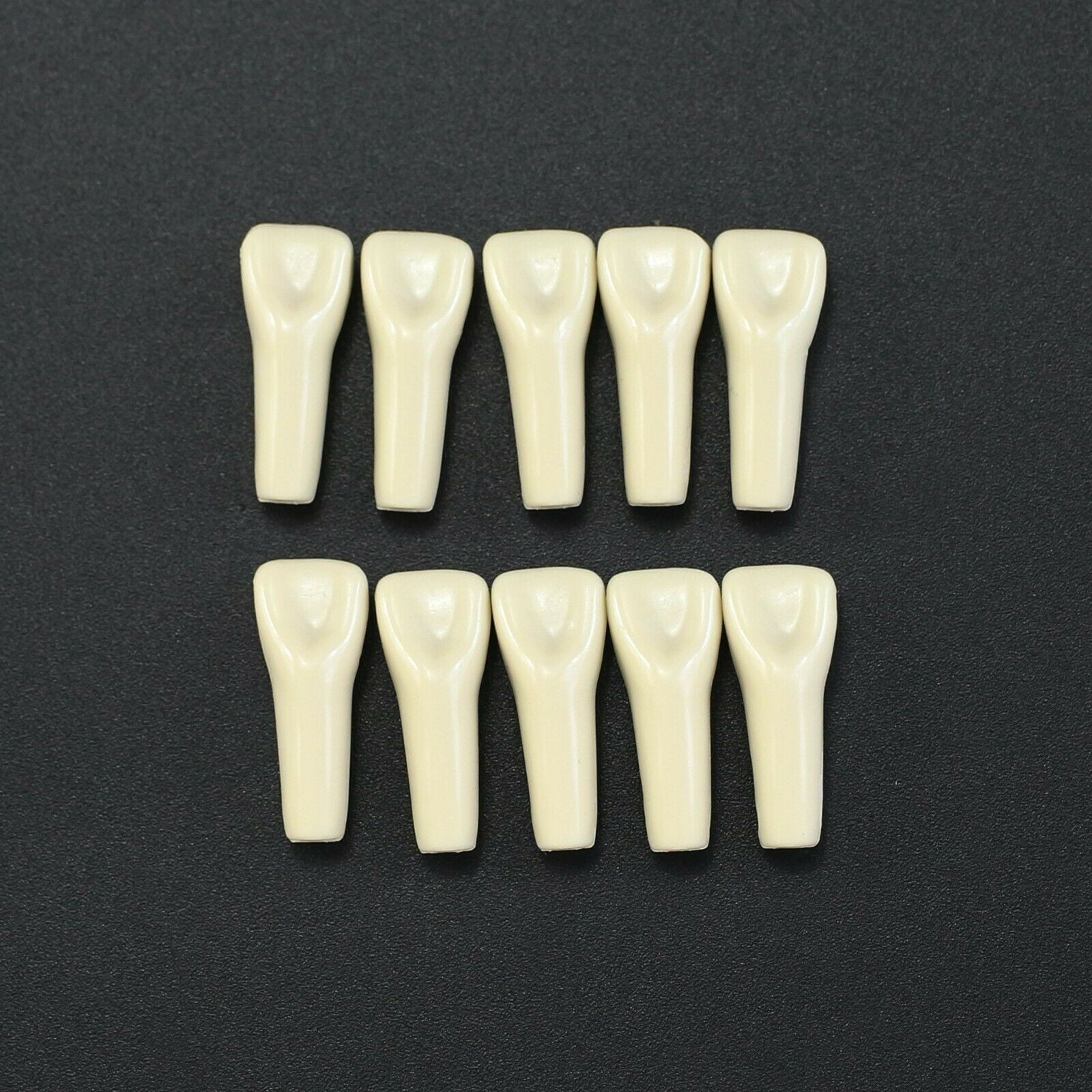 10Pcs/lot Dental Typodont Teeth Replacement Individual Teeth Fit Columbia 860