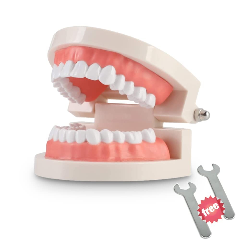 Adult Standard Teeth Model Typodont Denture for Dental Teaching with 2 Wrenches