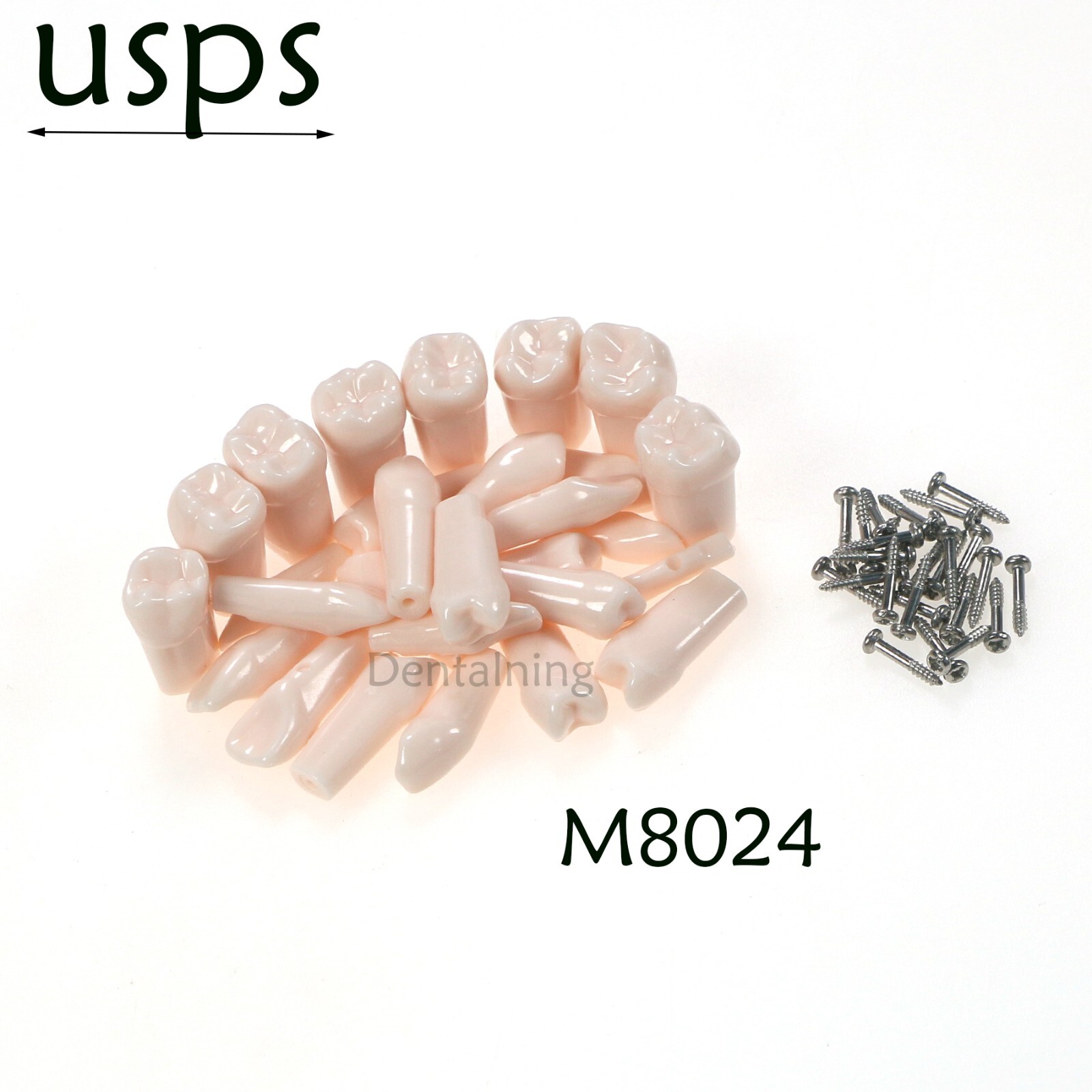 US Overdenture All-On-4/6 Implant /Ortho/Columbia 860/Kilgore NISSIN Teeth Model